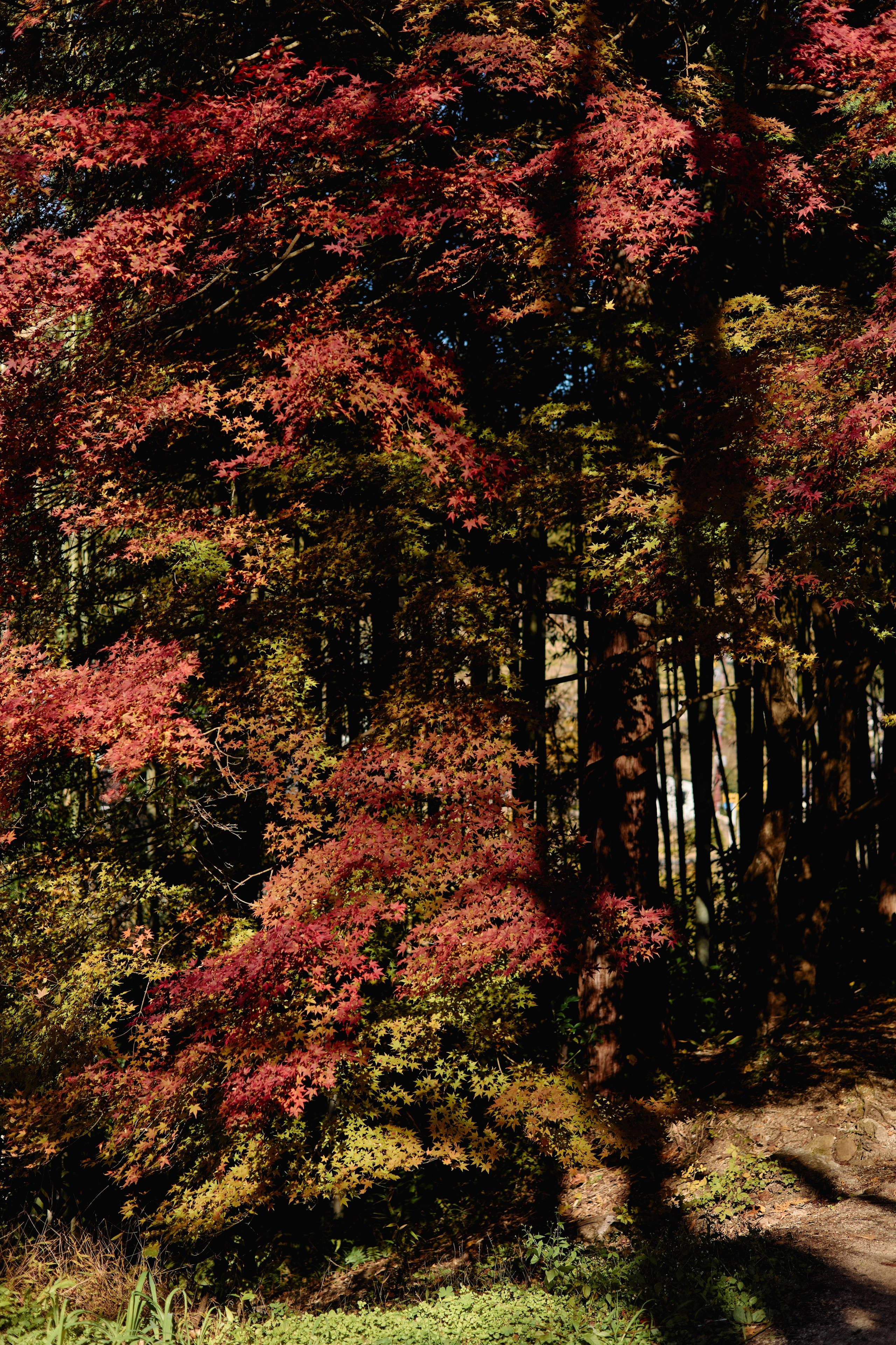 Япония. Профессиональный Фотограф во Владимире, в Москве и в Суздале — Полина Романычева