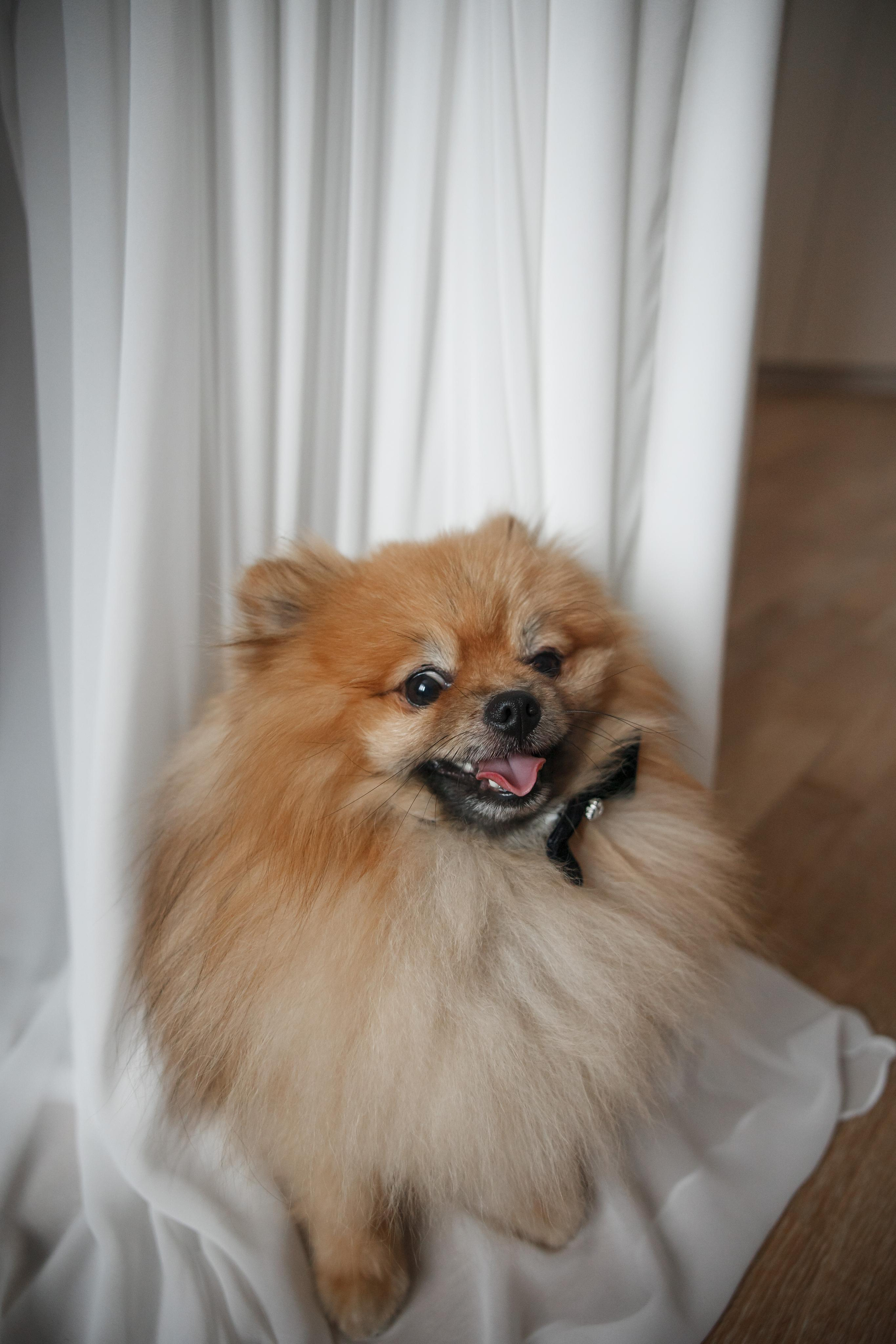 Варвара и Денис. Свадебный и репортажный фотограф (Москва, Королев и другие)