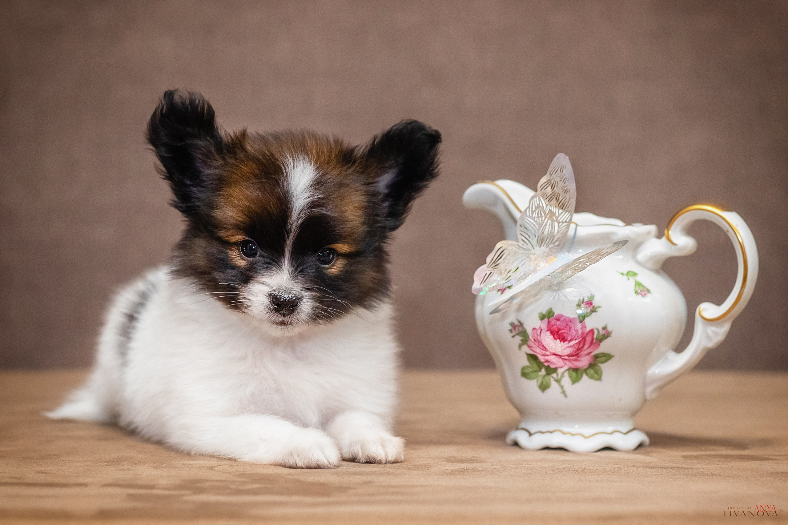 Папийончики. Фотограф анималист Аня Ливанова | Рыбинск