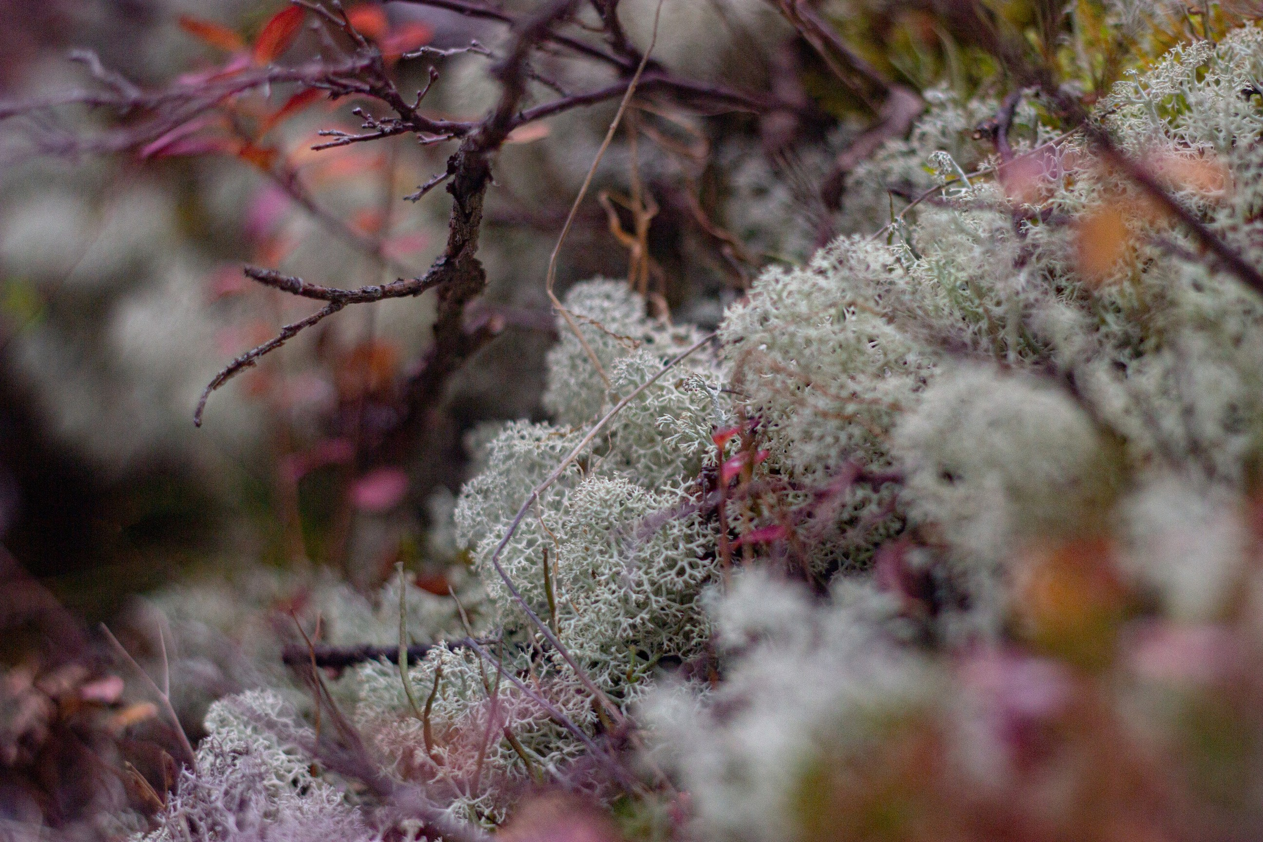 Станция Собь. Фотограф Екатерина Зорина