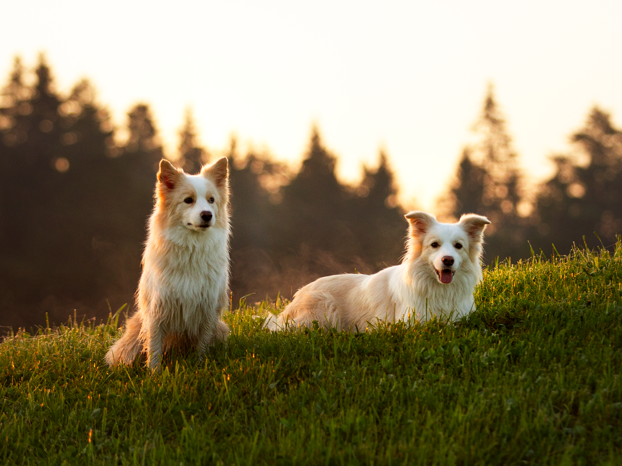 Собаки. Фотограф-анималист в Москве и МО Самойлова Марина