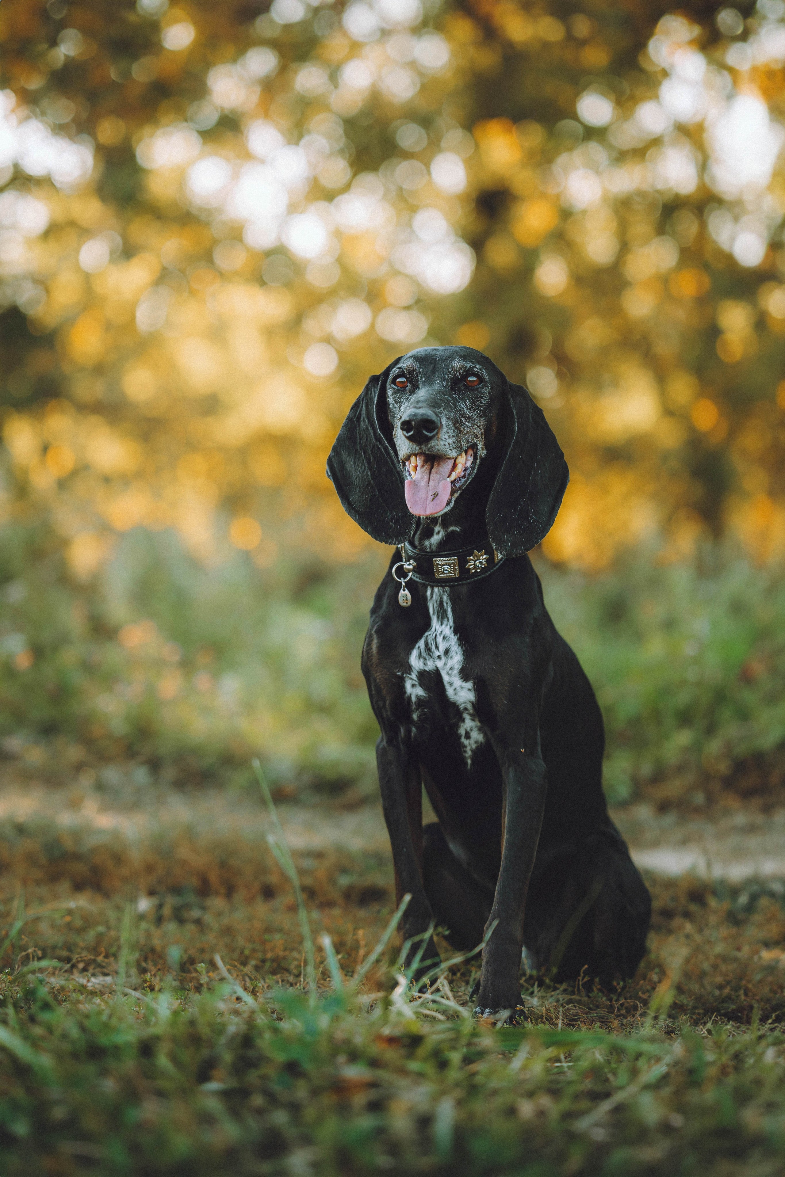 Камри и Пафи