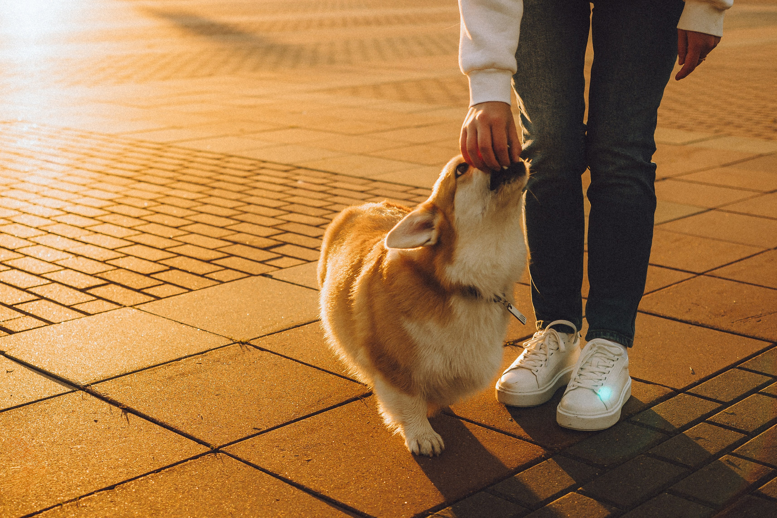 Пуговка и ее семья