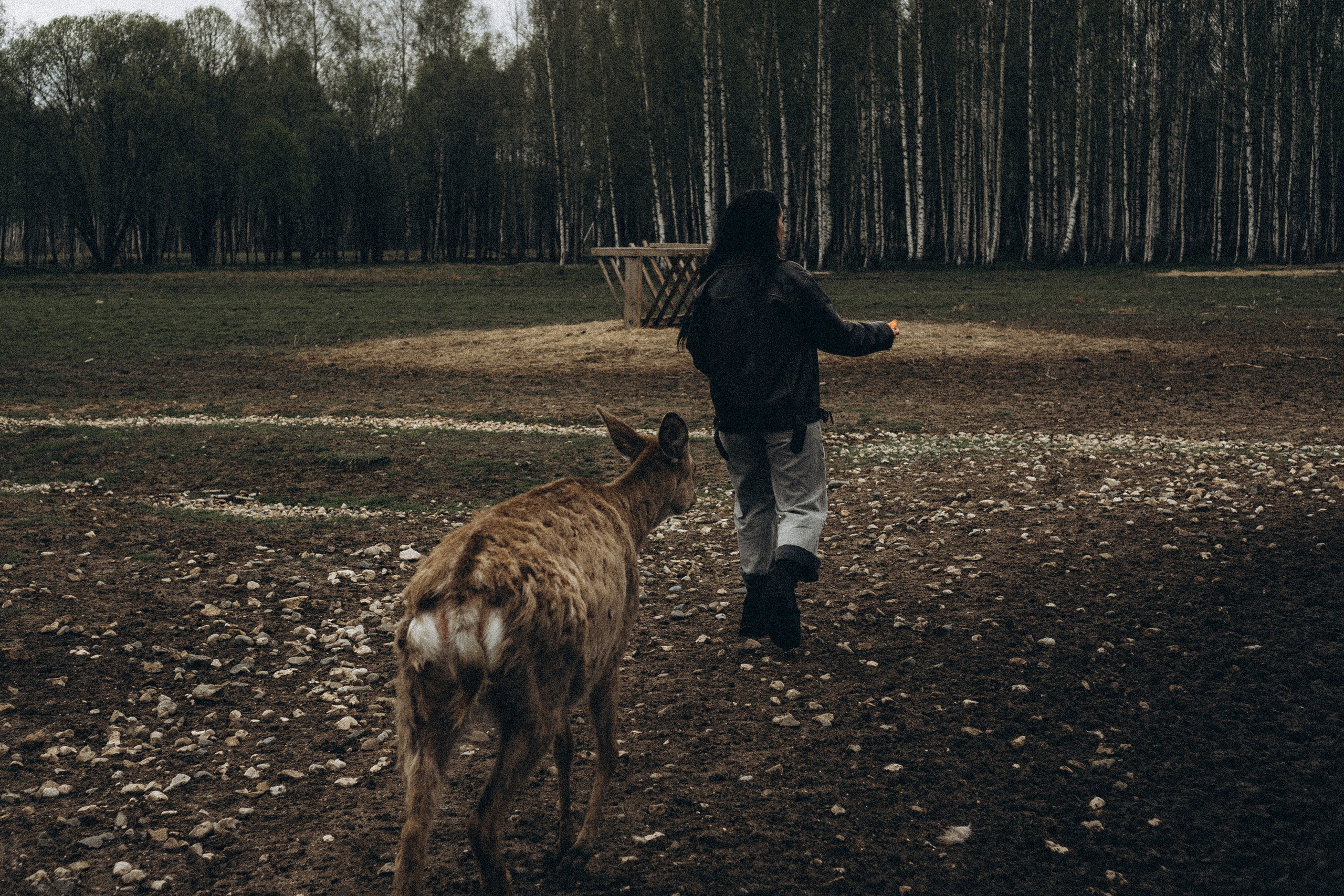 ОЛЕНЬЯ ФЕРМА В ТВЕРИ. Профессиональный фотограф, Санкт-Петербург — Виктория Богомолова