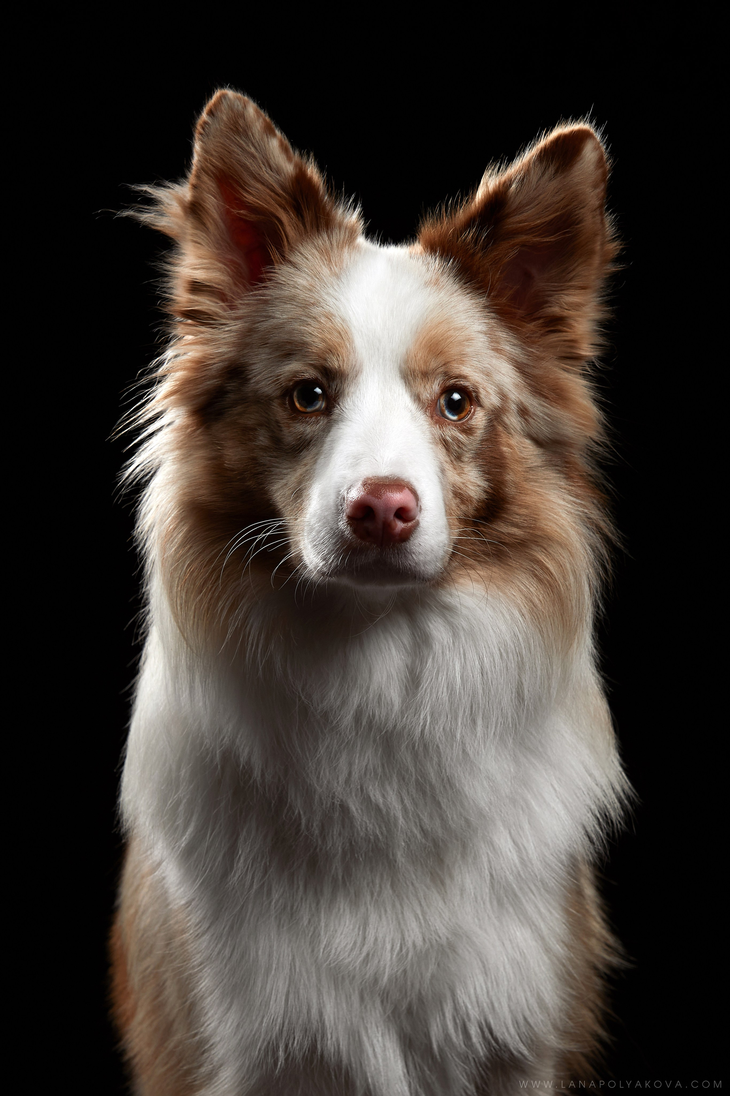 Оскар передает привет 👋. ФОТОГРАФ-АНИМАЛИСТ l LANA POLYAKOVA