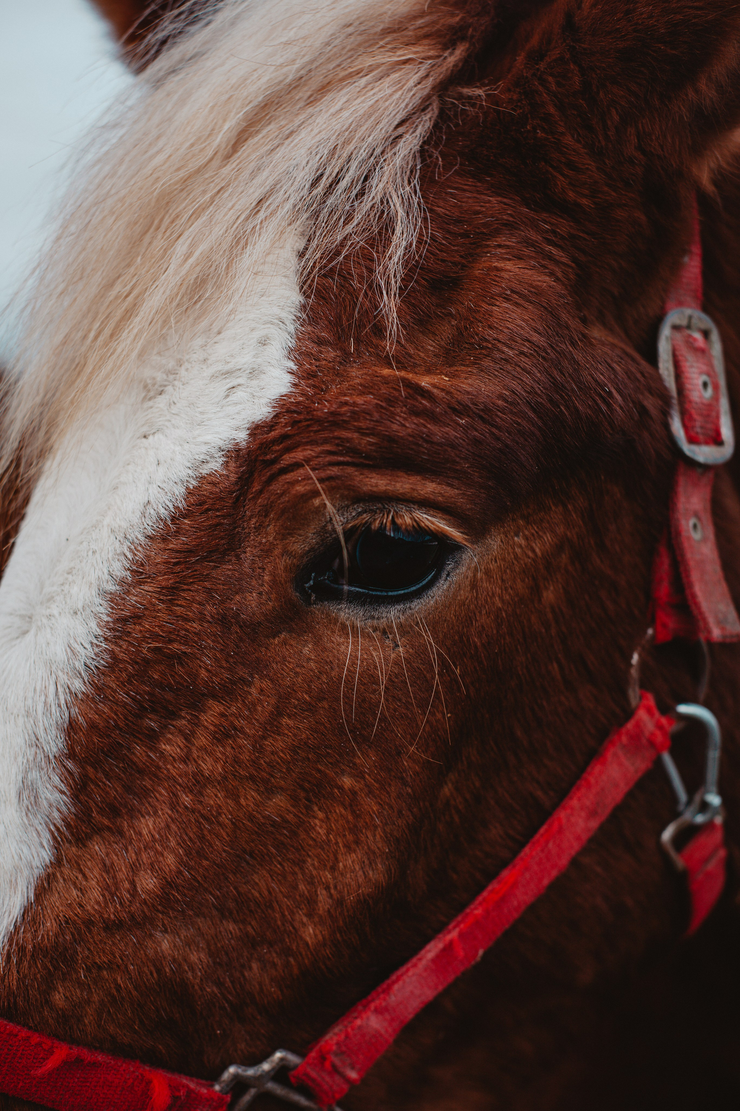 Лошадка. Фотограф Алёна Сергеевна Aloha_chë