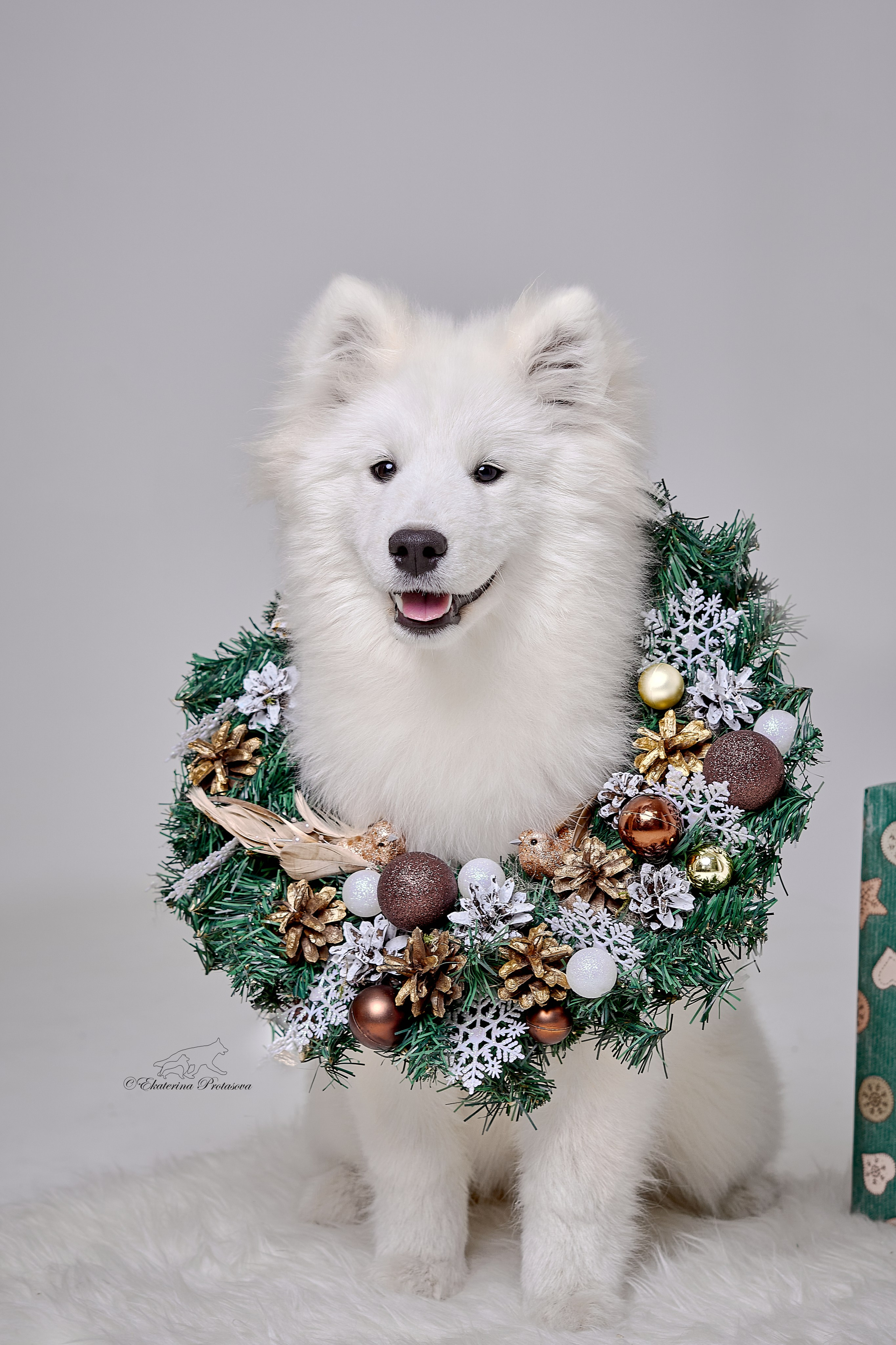 Новогоднее. Фотограф-анималист в Иркутске