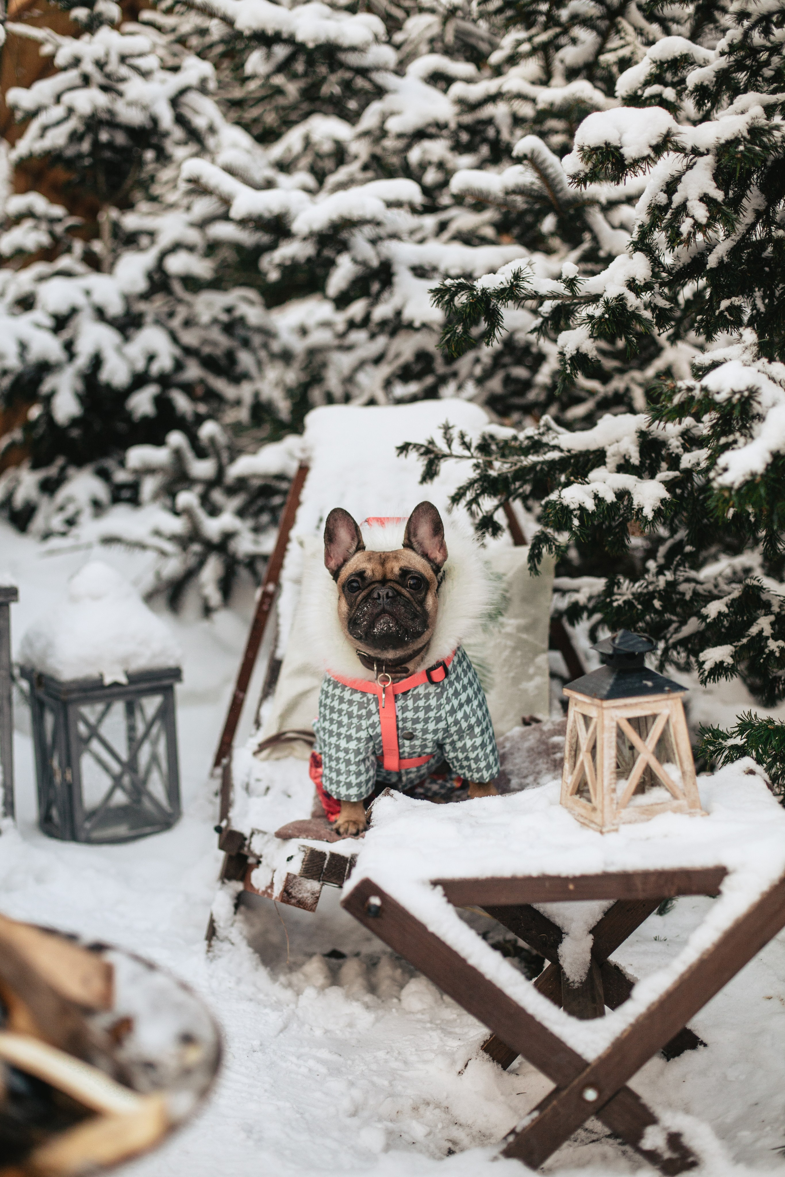 Зингер дача. Фотограф-анималист Татьяна Степанова