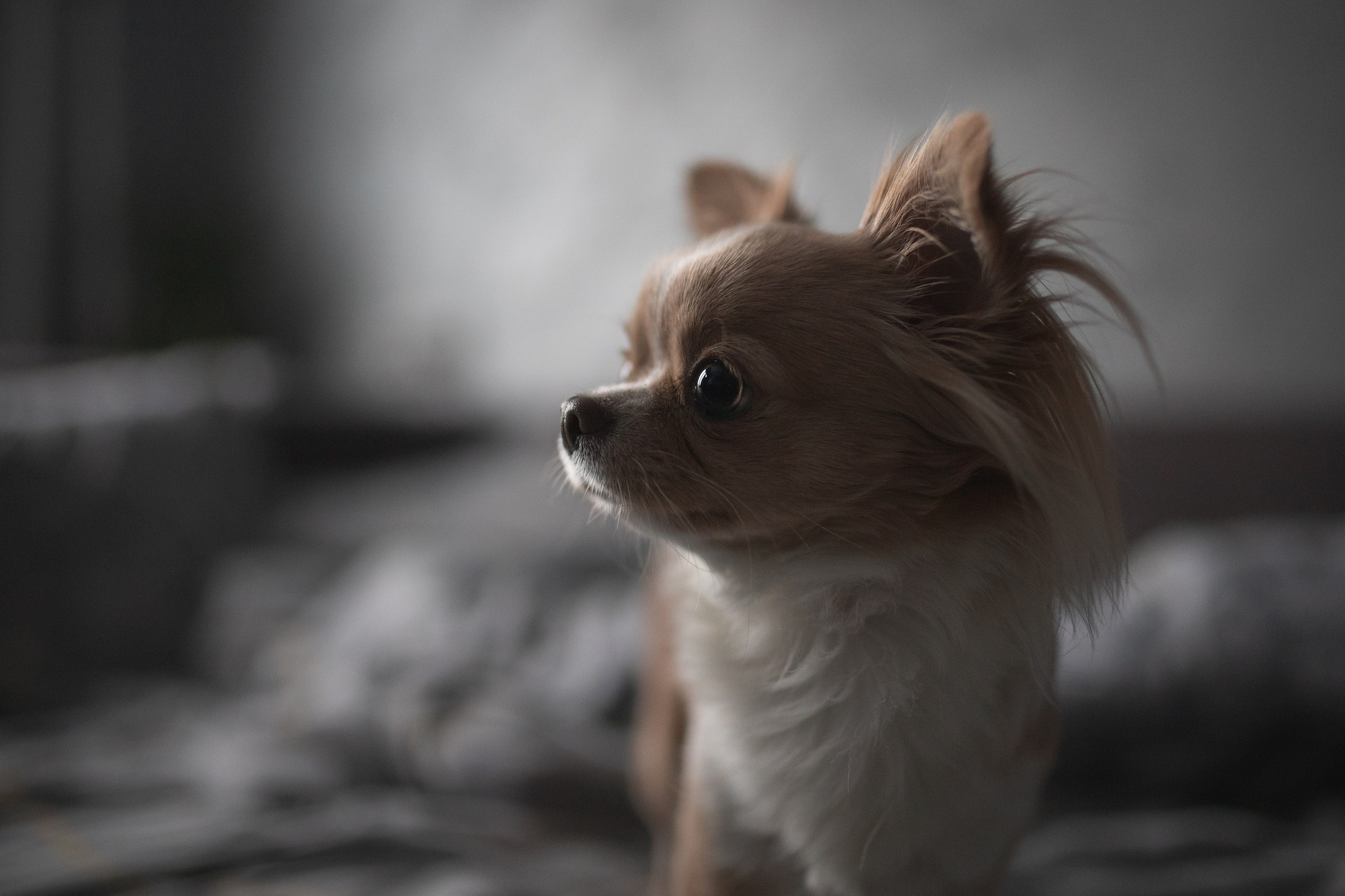 Мася: домашняя история. Портретный и репортажный фотограф в Воронеже: Анастасия Пузикова