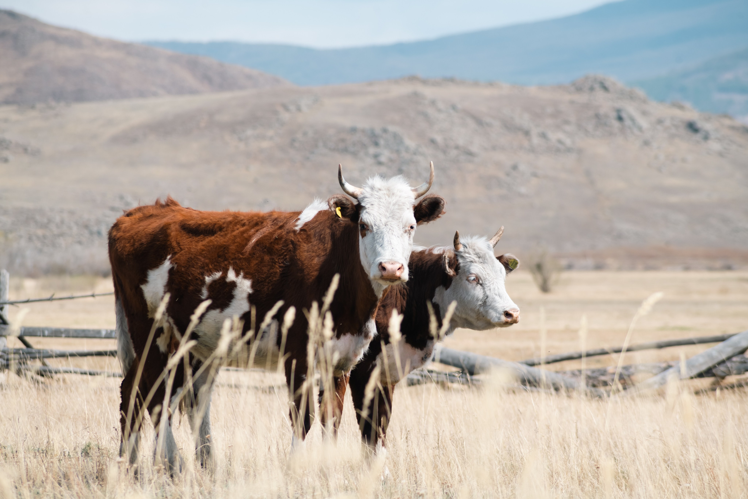 Сувинская саксония, Максимиха. Фотограф и видеооператор в Туле | Даниил Рыбак