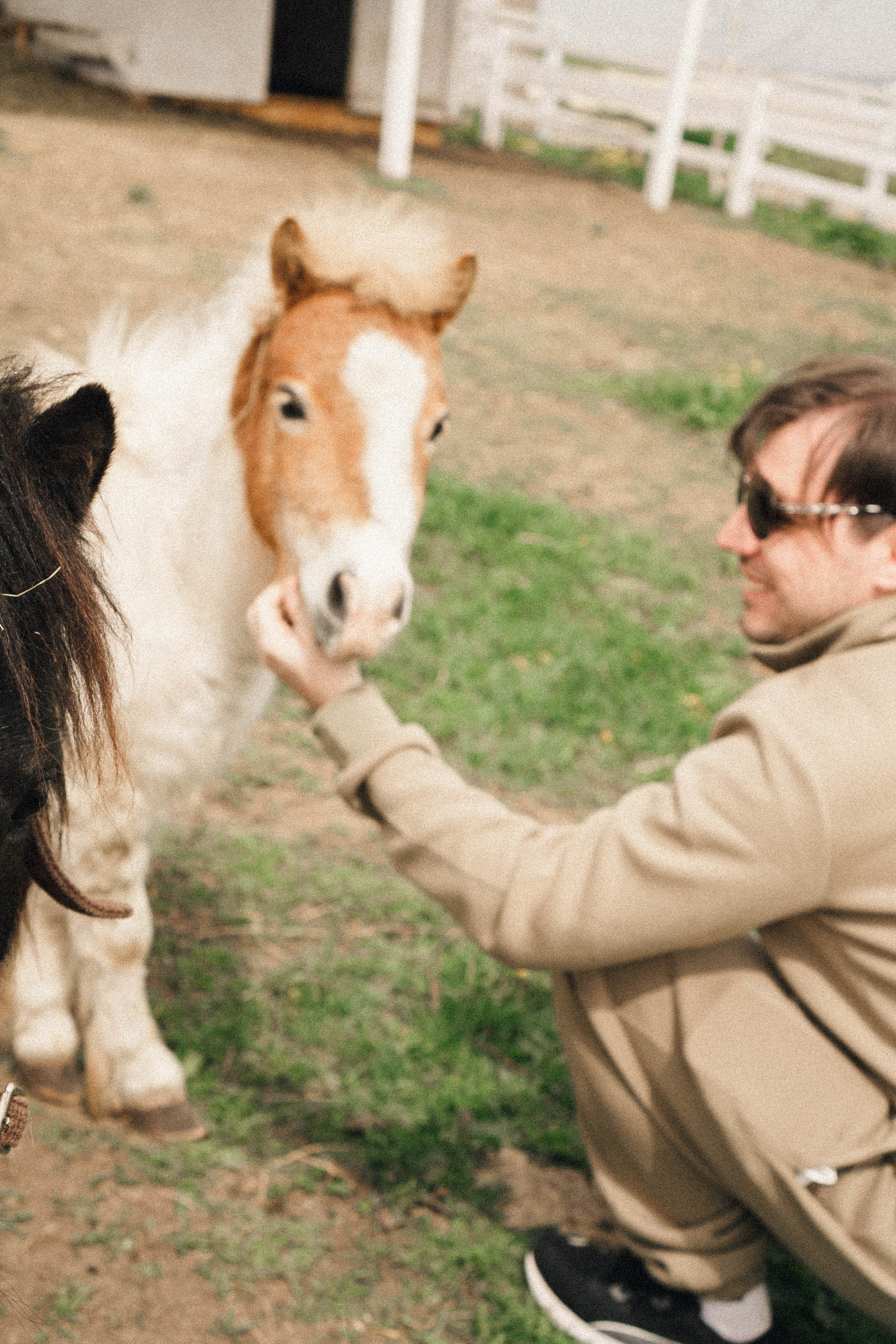 Ферма Альпак. Профессиональный фотограф, Санкт-Петербург — Виктория Богомолова
