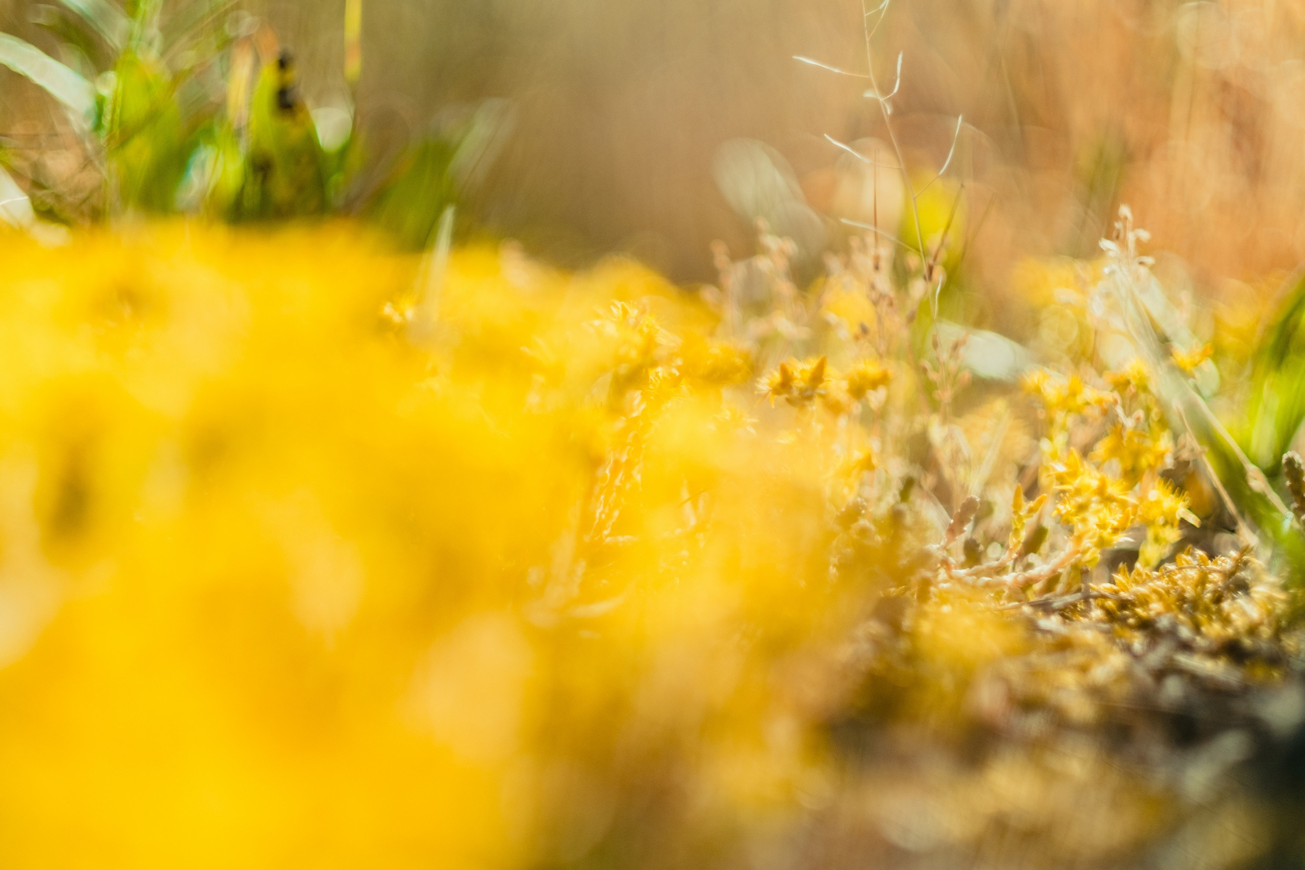 Фотографии Калининграда и красивых мест калининградской области. Портретный, репортажный и пейзажный фотограф в Москве Сергей Арест