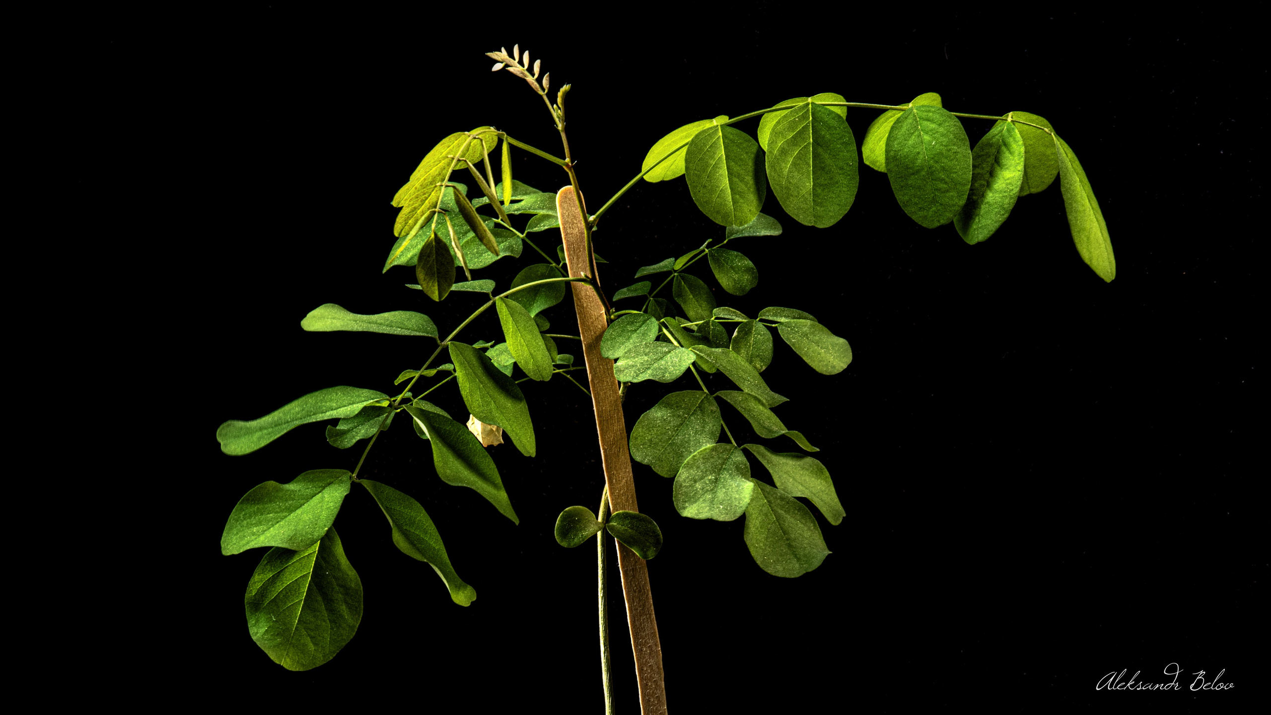 Цветы. Пейзажный и семейный фотограф в Санкт-Петербурге Александр Белов