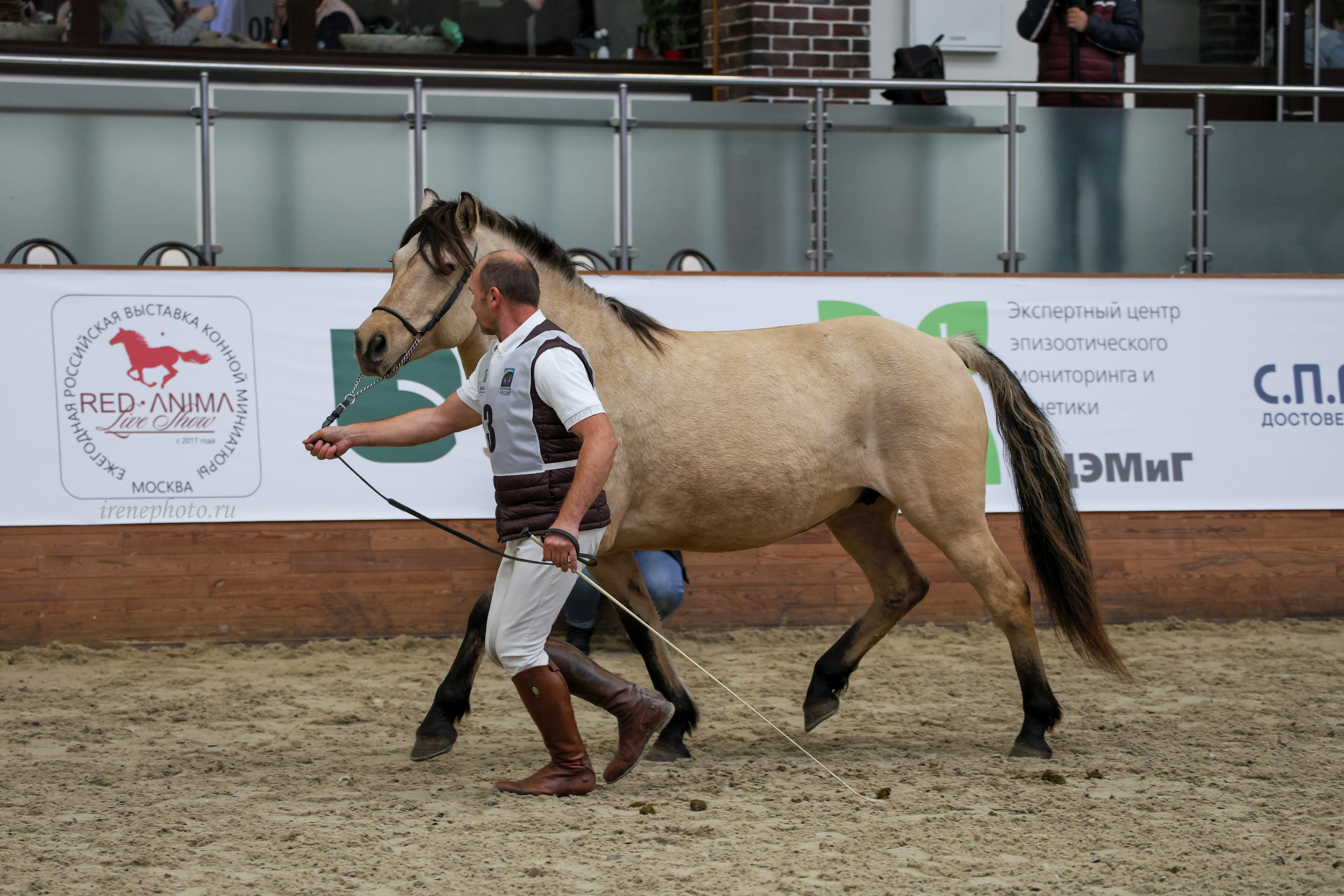 Конная Россия 2024. Irenephoto.ru