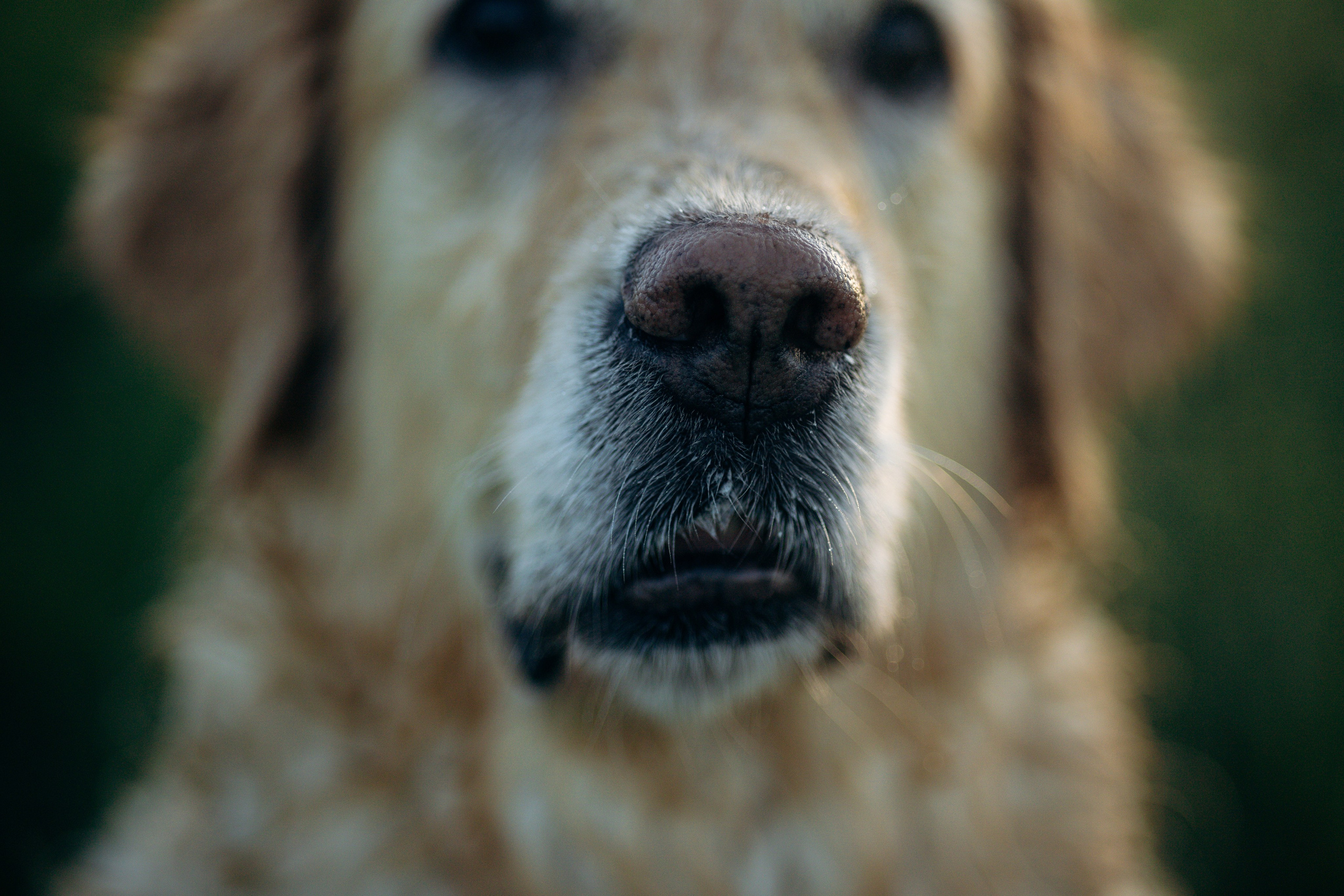 Юля и Руби. Фотограф — Анималист | Санкт-Петербург