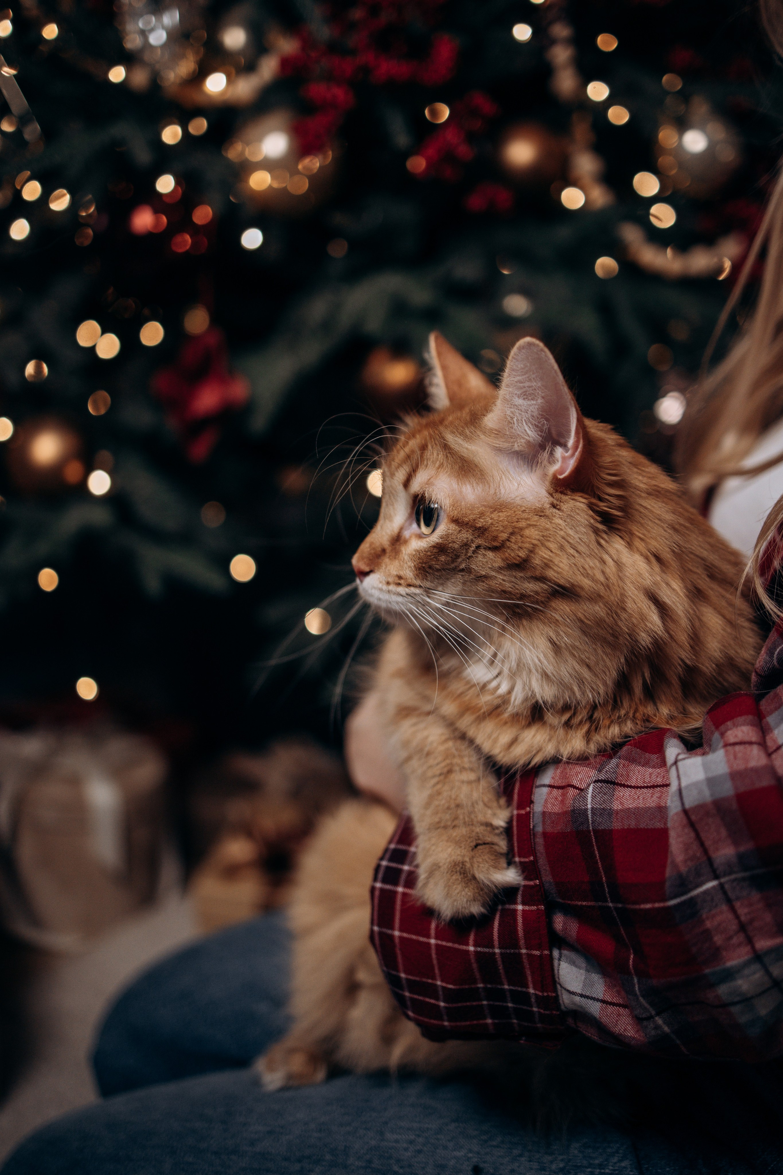 Эля и Франц. Фотограф — Анималист | Санкт-Петербург