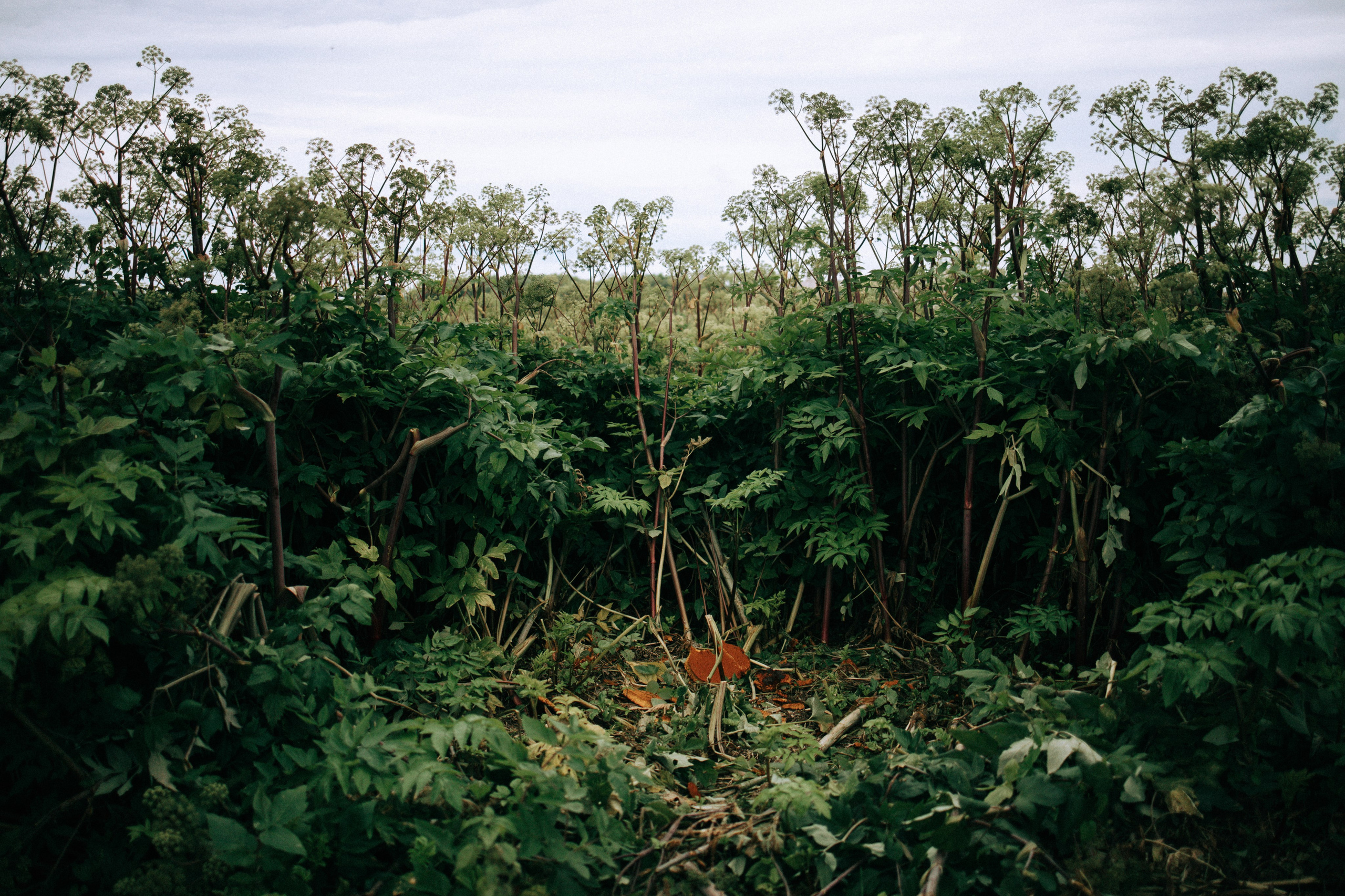 Прогулка по Криволучью. Свадебный и семейный фотограф в Туле и области Маша Костина