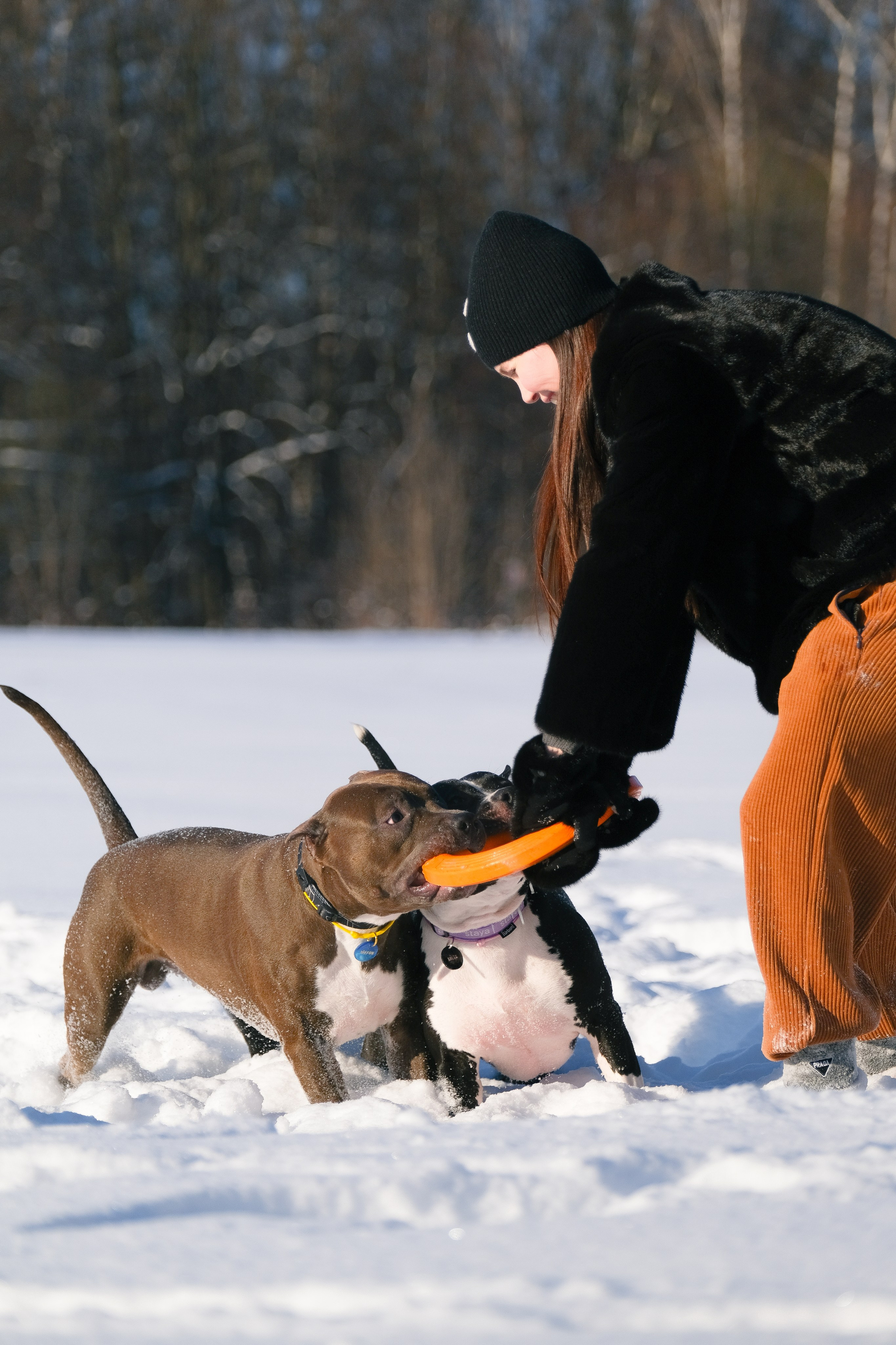 Баста и Эйгон. Фотограф и видеограф анималист Аганина Дарья