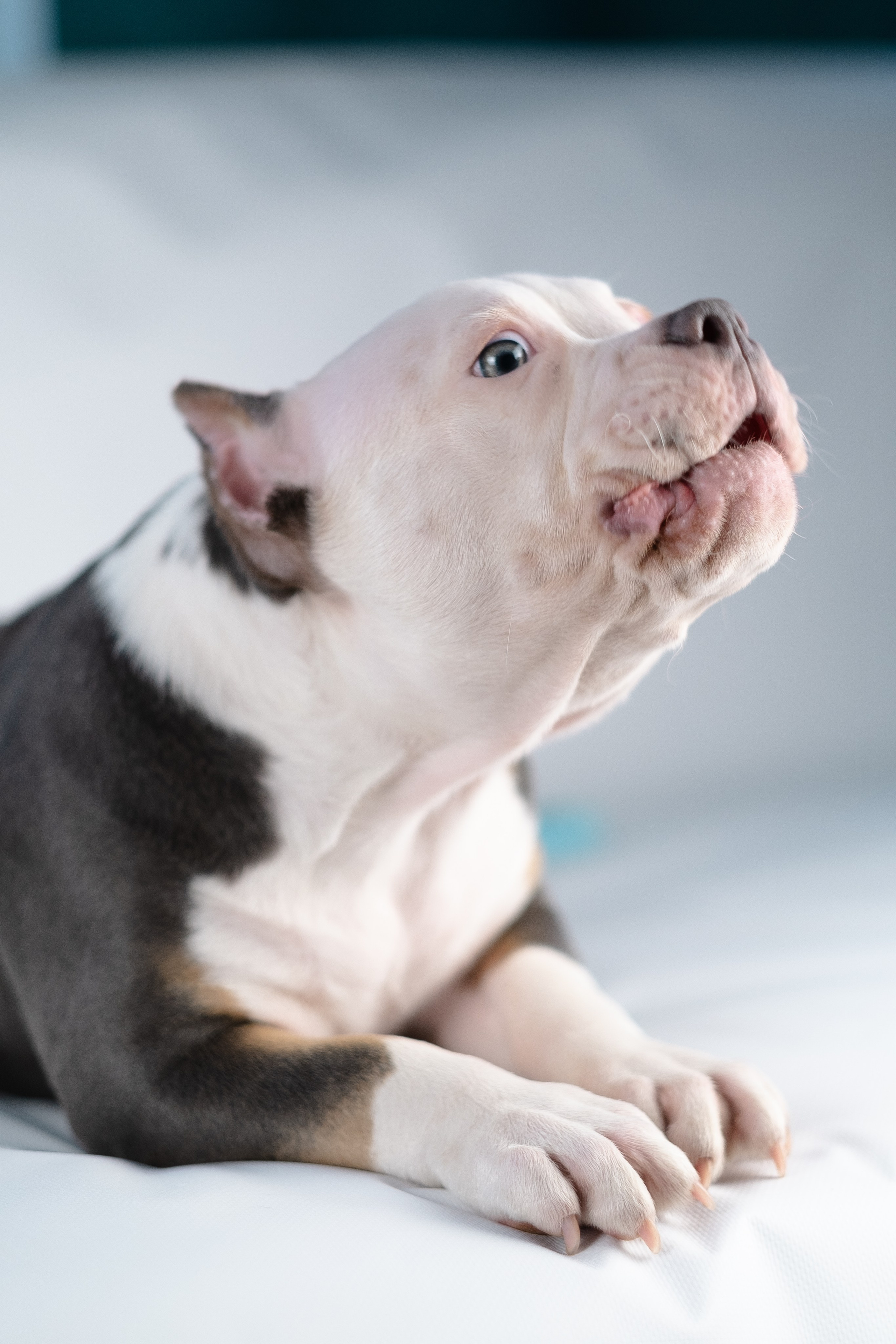Зевс. Фотограф и видеограф анималист Аганина Дарья