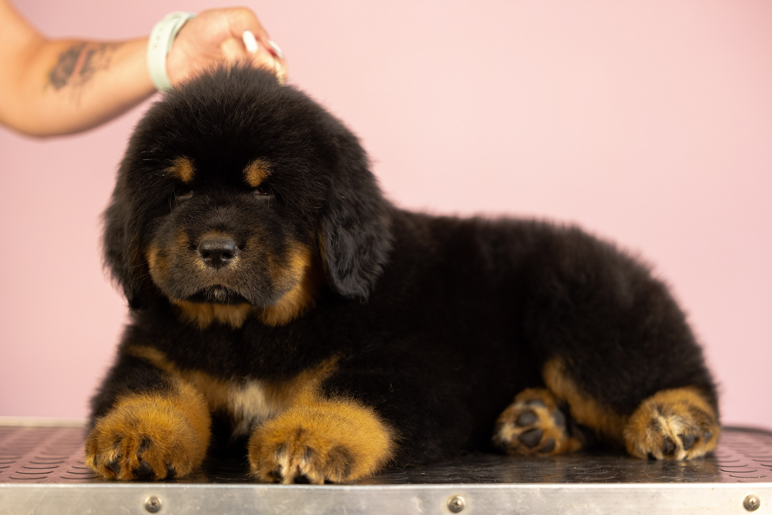 Тибетский мастиф. Фотограф и видеограф анималист Аганина Дарья