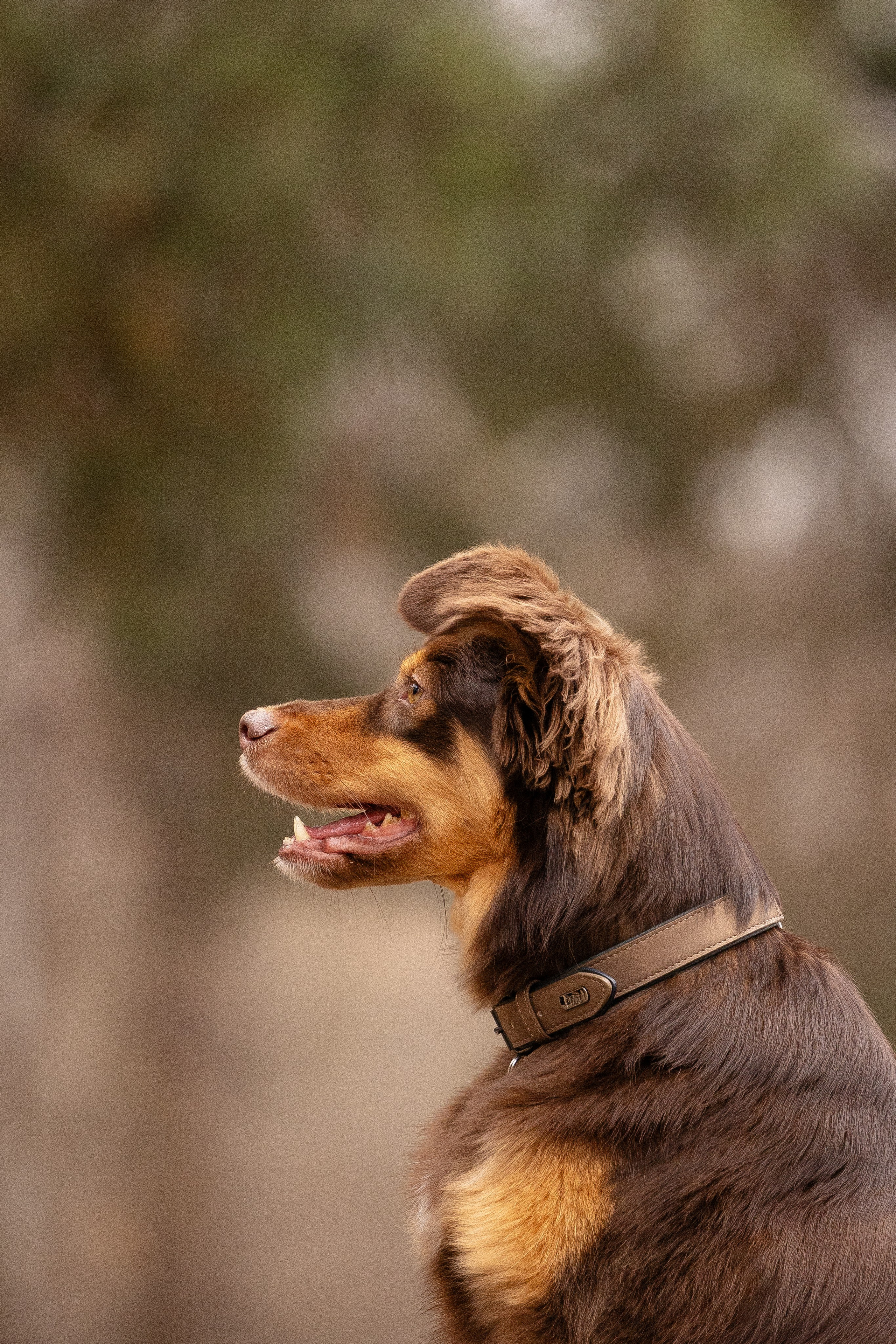 Катя и Мёд. Фотограф и видеограф анималист Аганина Дарья