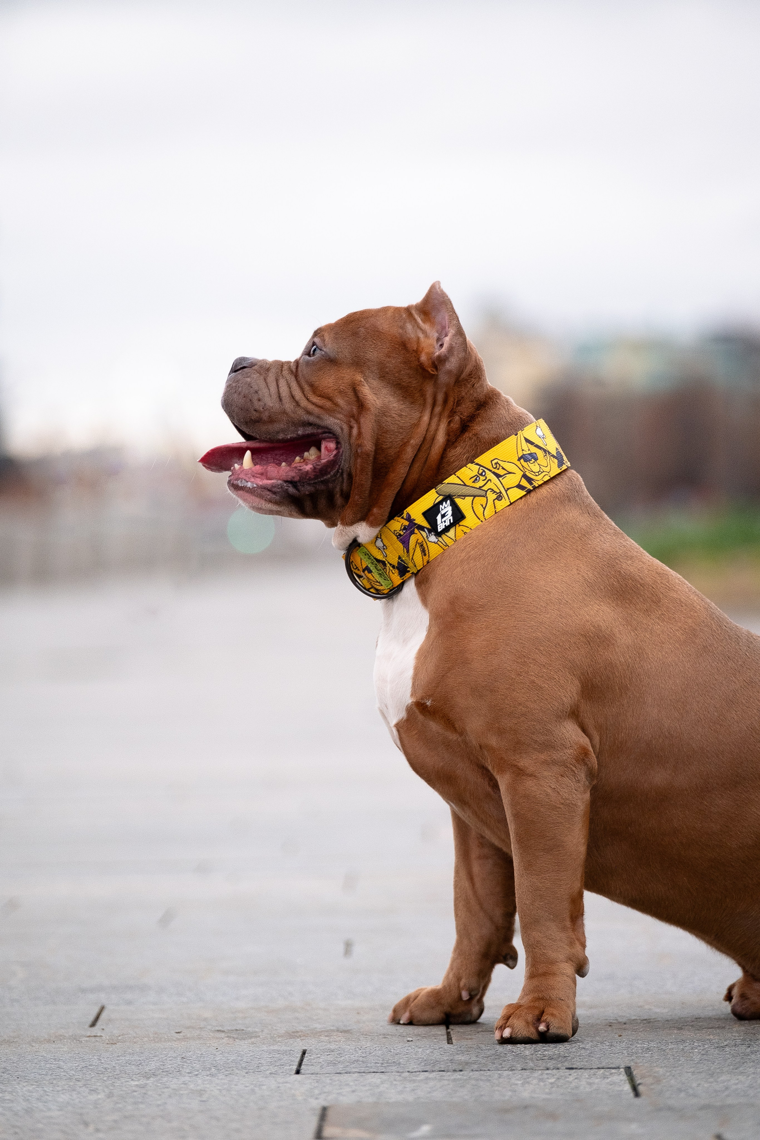 Спай и его семья. Фотограф и видеограф анималист Аганина Дарья
