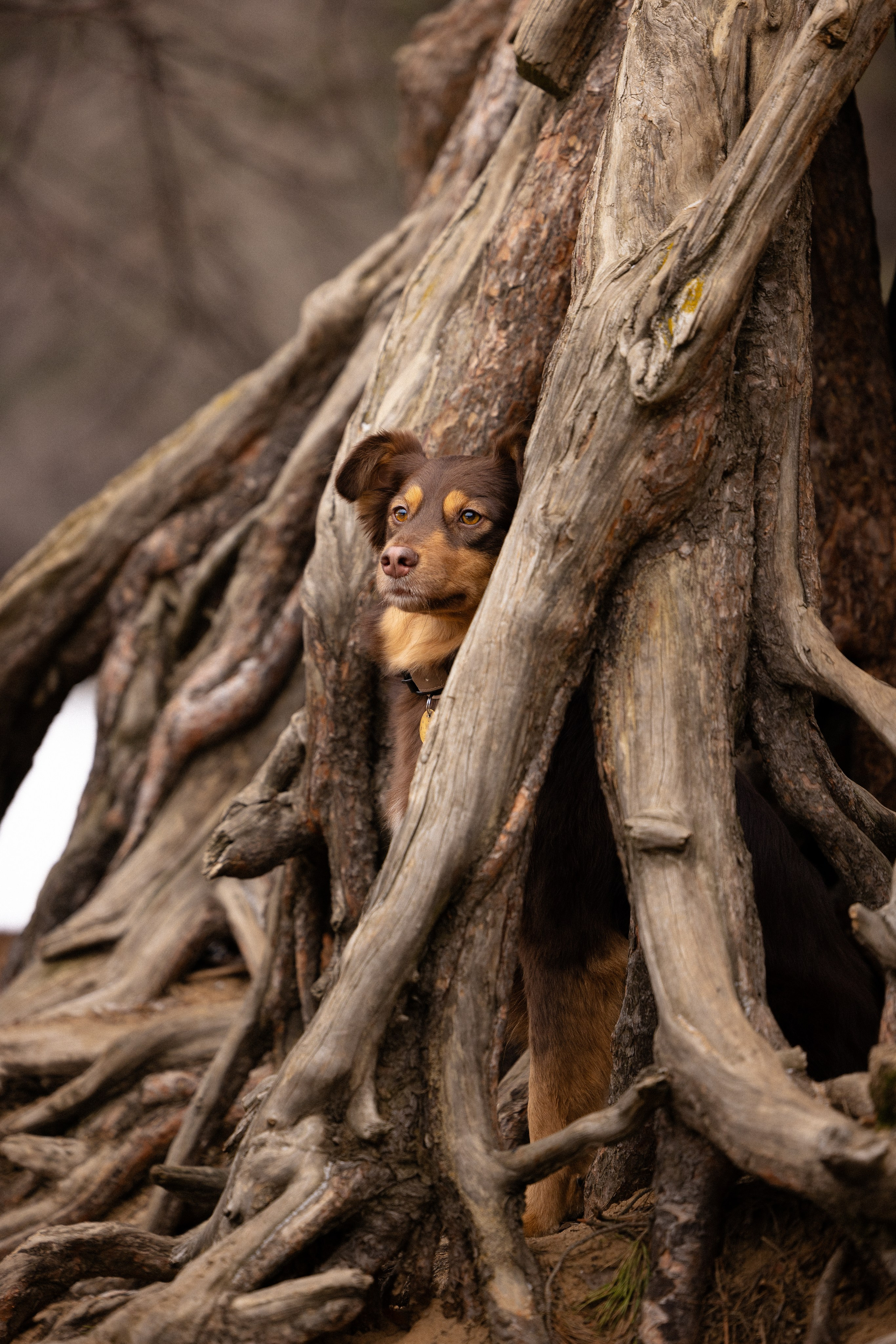 Катя и Мёд. Фотограф и видеограф анималист Аганина Дарья