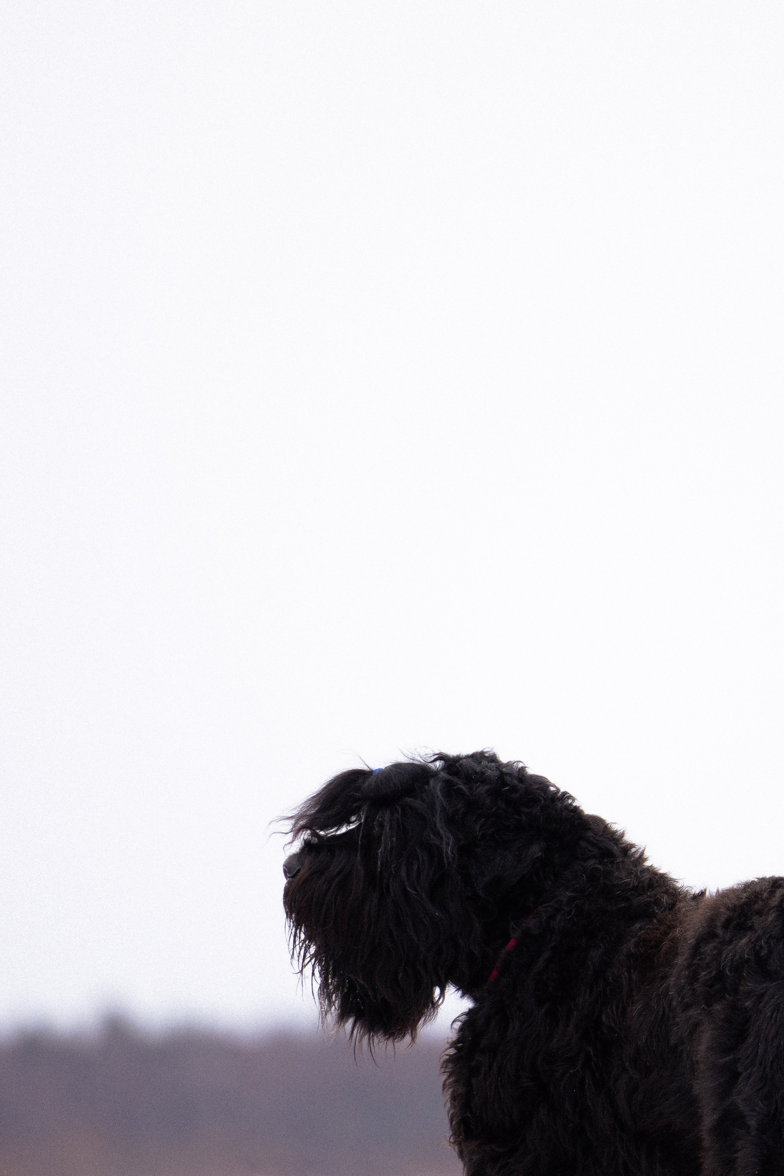 Анастасия и Ирга. Фотограф и видеограф анималист Аганина Дарья