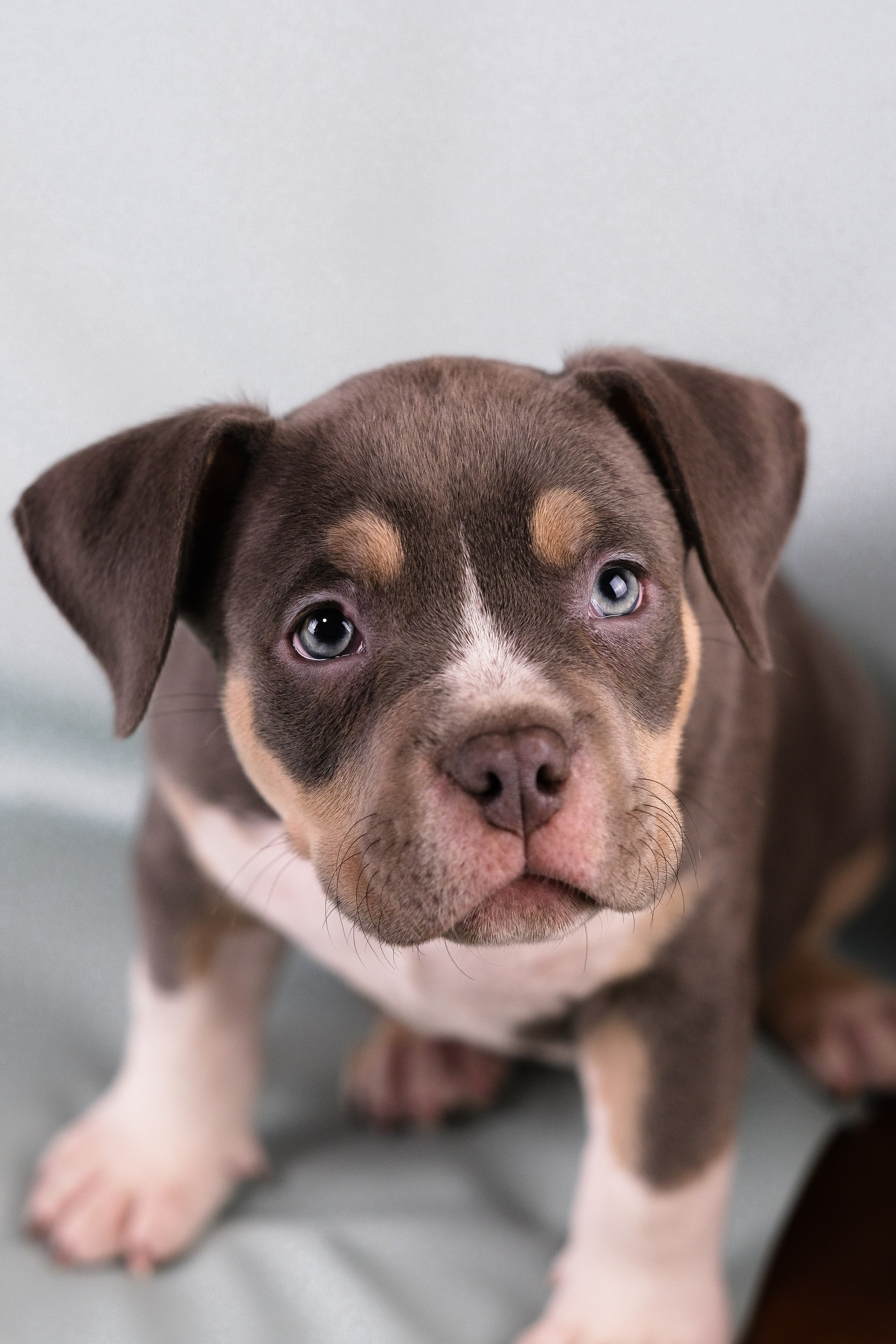 Американский Булли. Фотограф и видеограф анималист Аганина Дарья