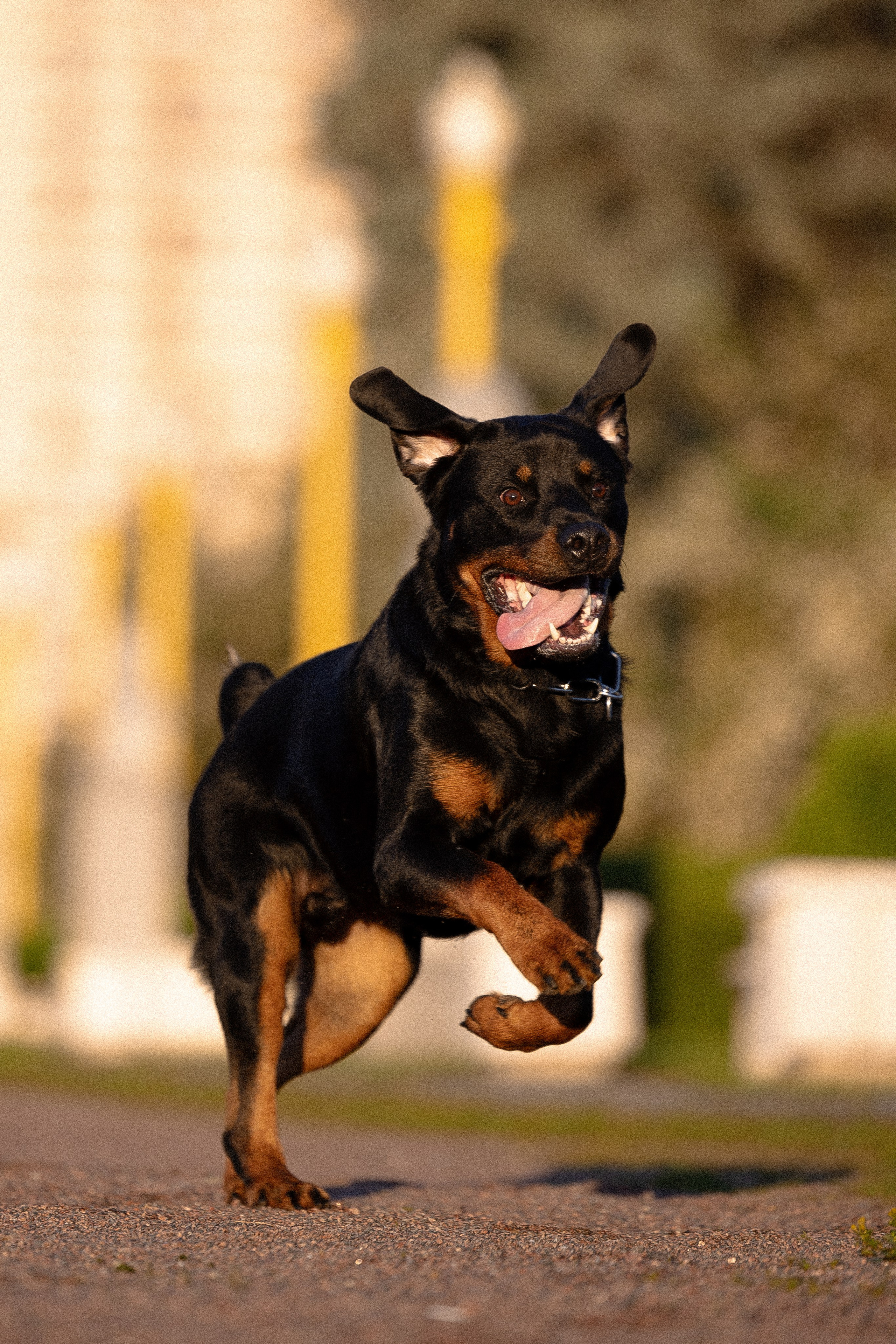 Катя, Леша, Лея и Трой. Фотограф и видеограф анималист Аганина Дарья