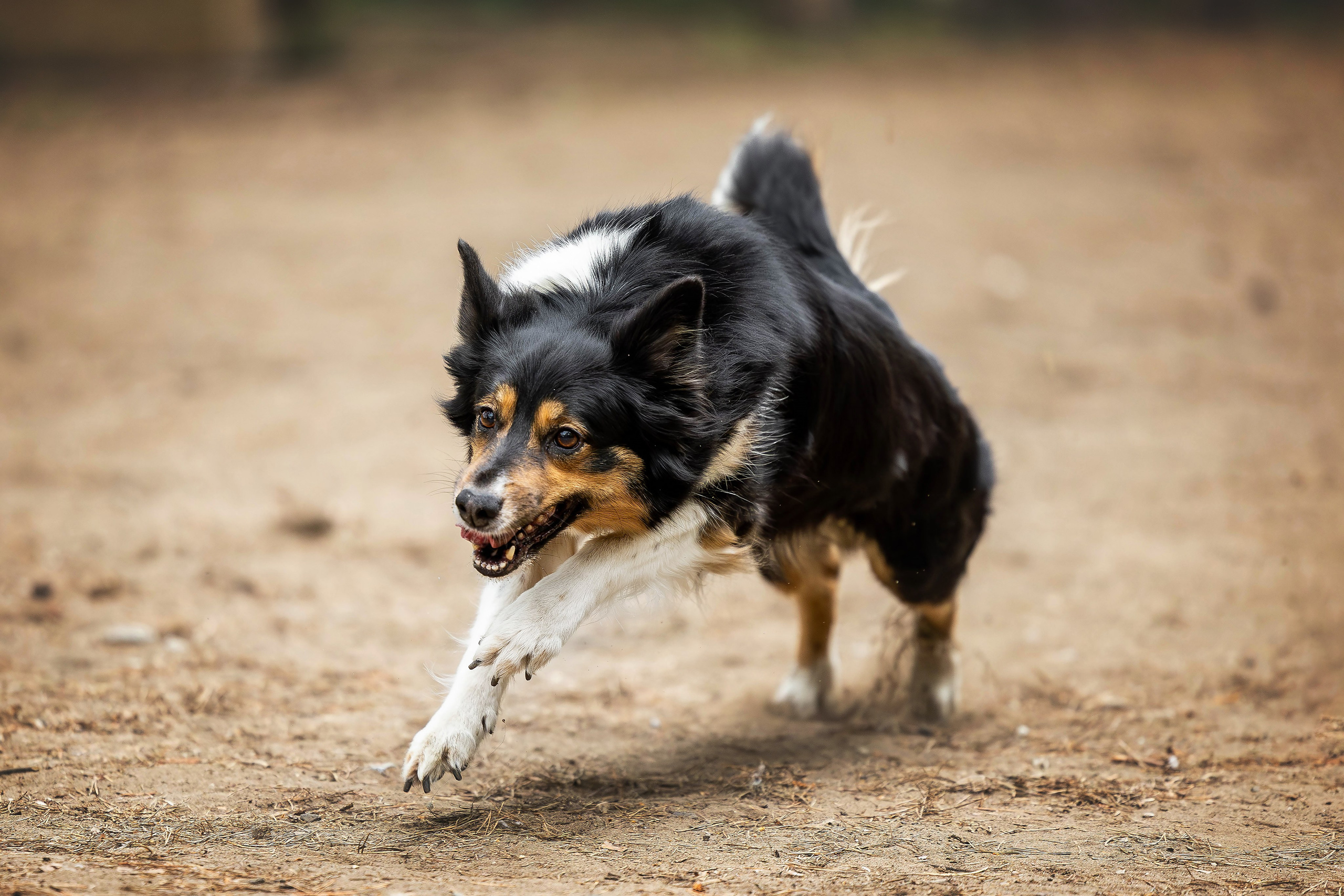 Тренировка аджилити. Фотограф Анималист в Перми Анастасия Остерман