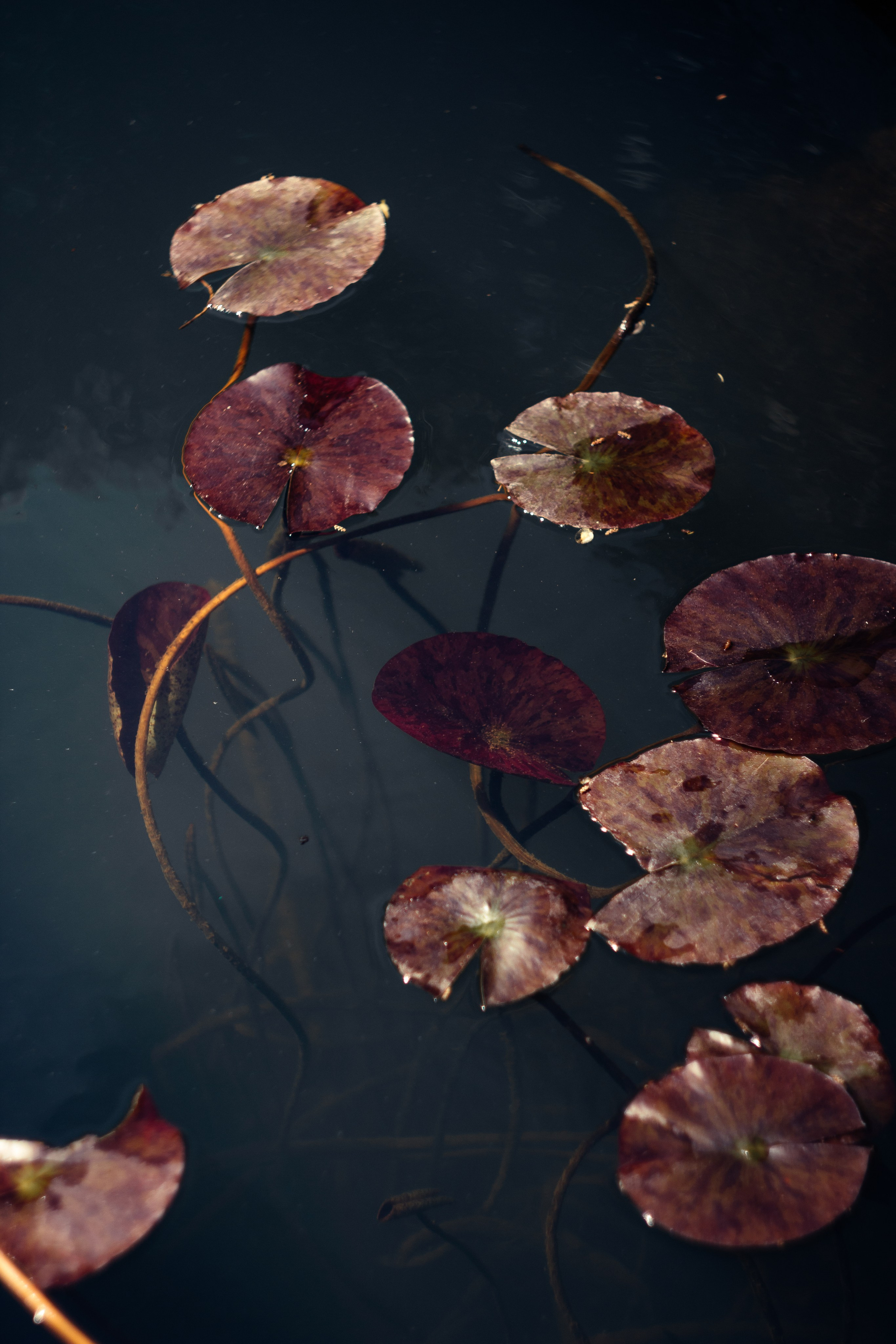 Helios. Photographer Mary Matveenko