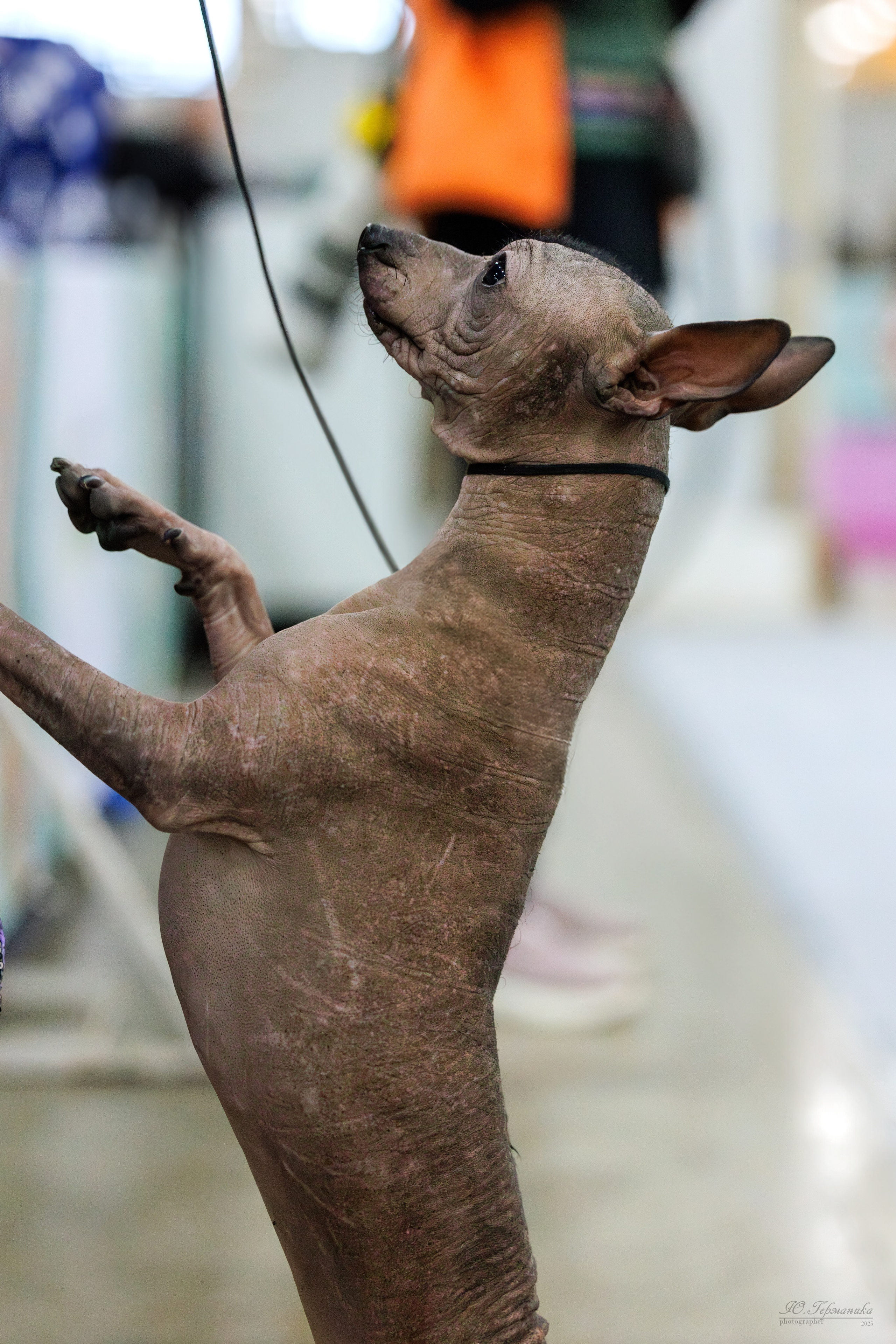 Евразия 15-16.11.2025. Фотограф-анималист Юлия Германика