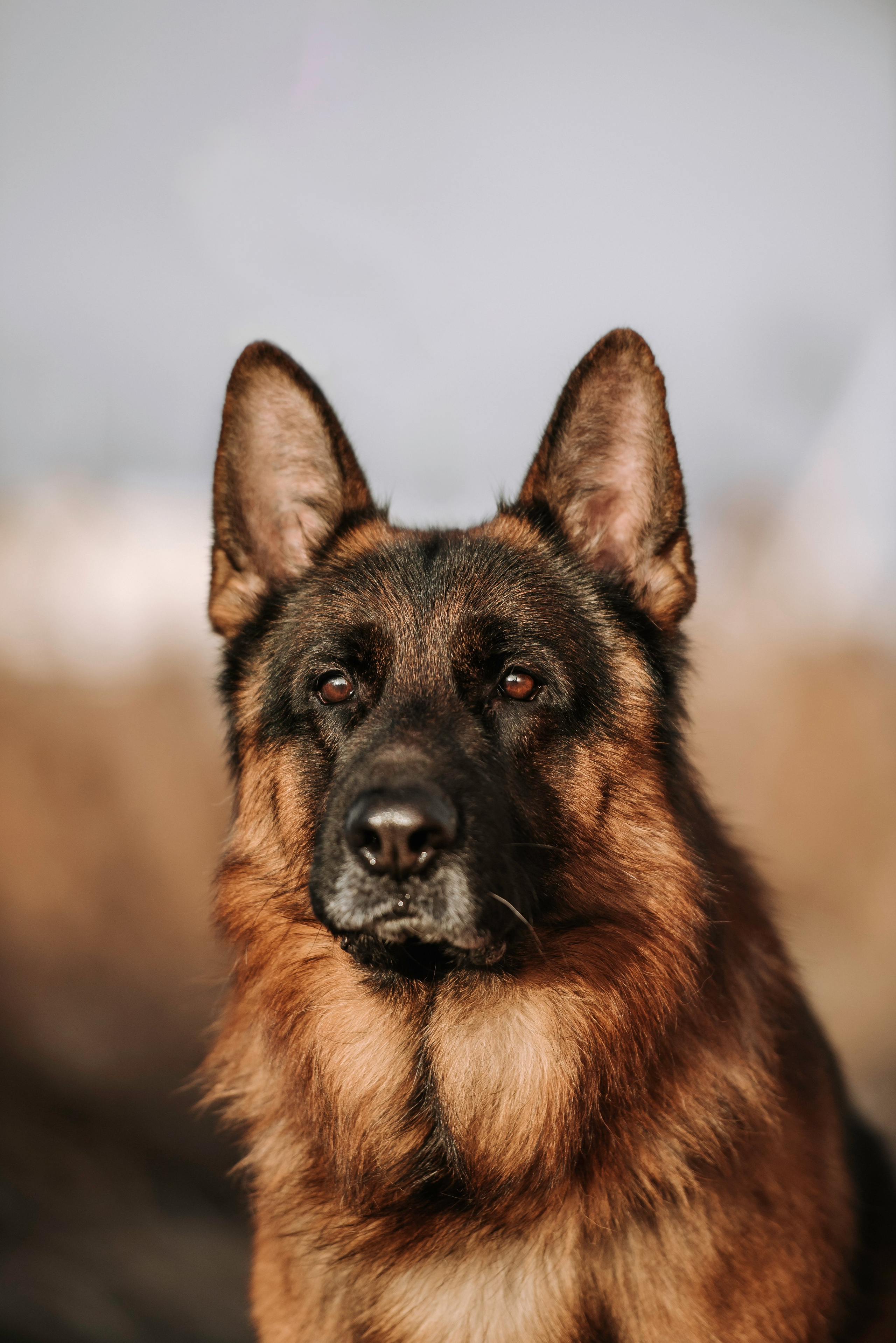 Собаки уличные. Фотограф Диана Оленина Красноярск / Братск
