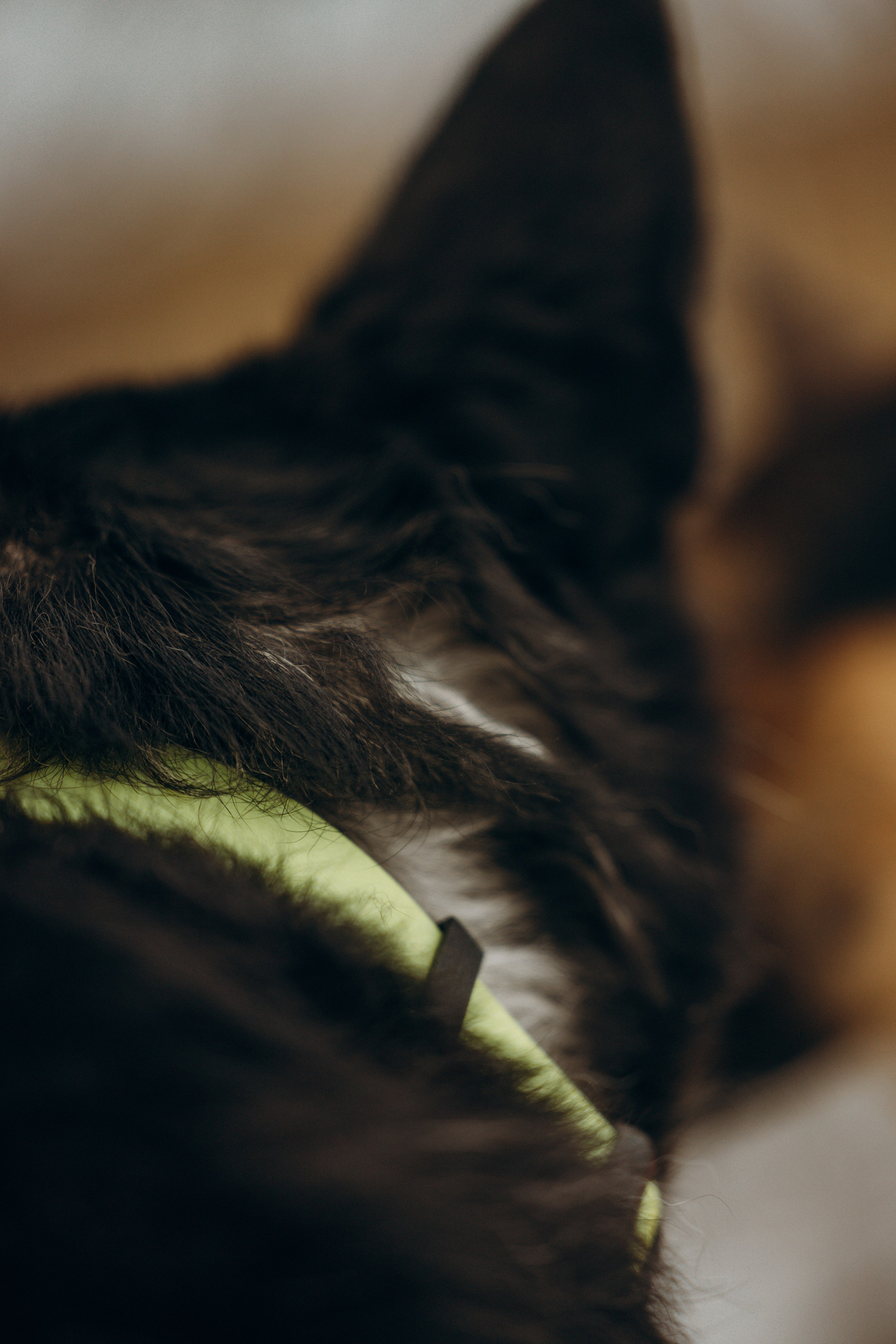 Ника, Матиша и Герда. Фотограф-анималист в Москве Лера Черноног