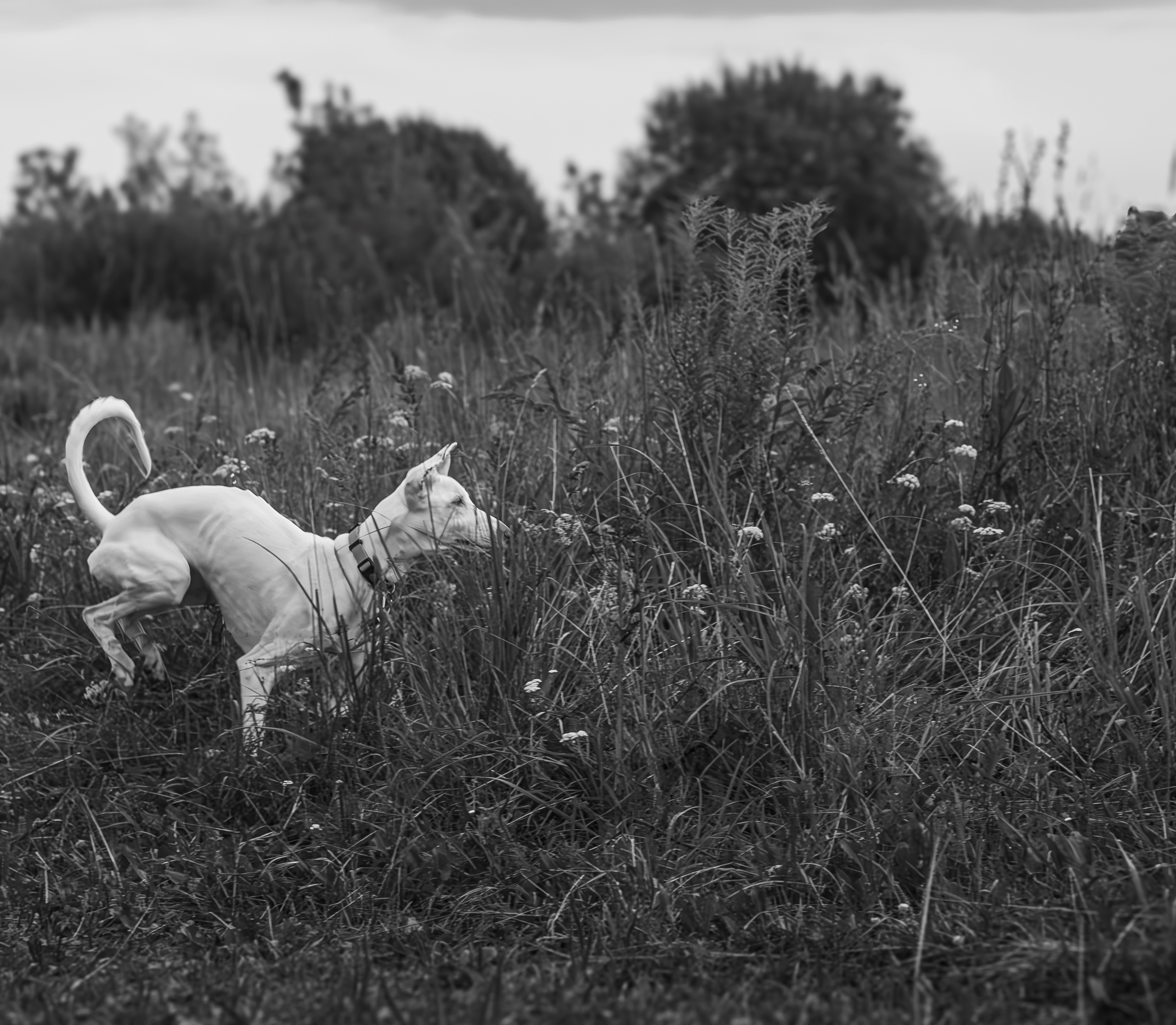 Абсолютная грация. Фотограф Екатерина Попова |Семья и питомцы|НН и Дзержинск