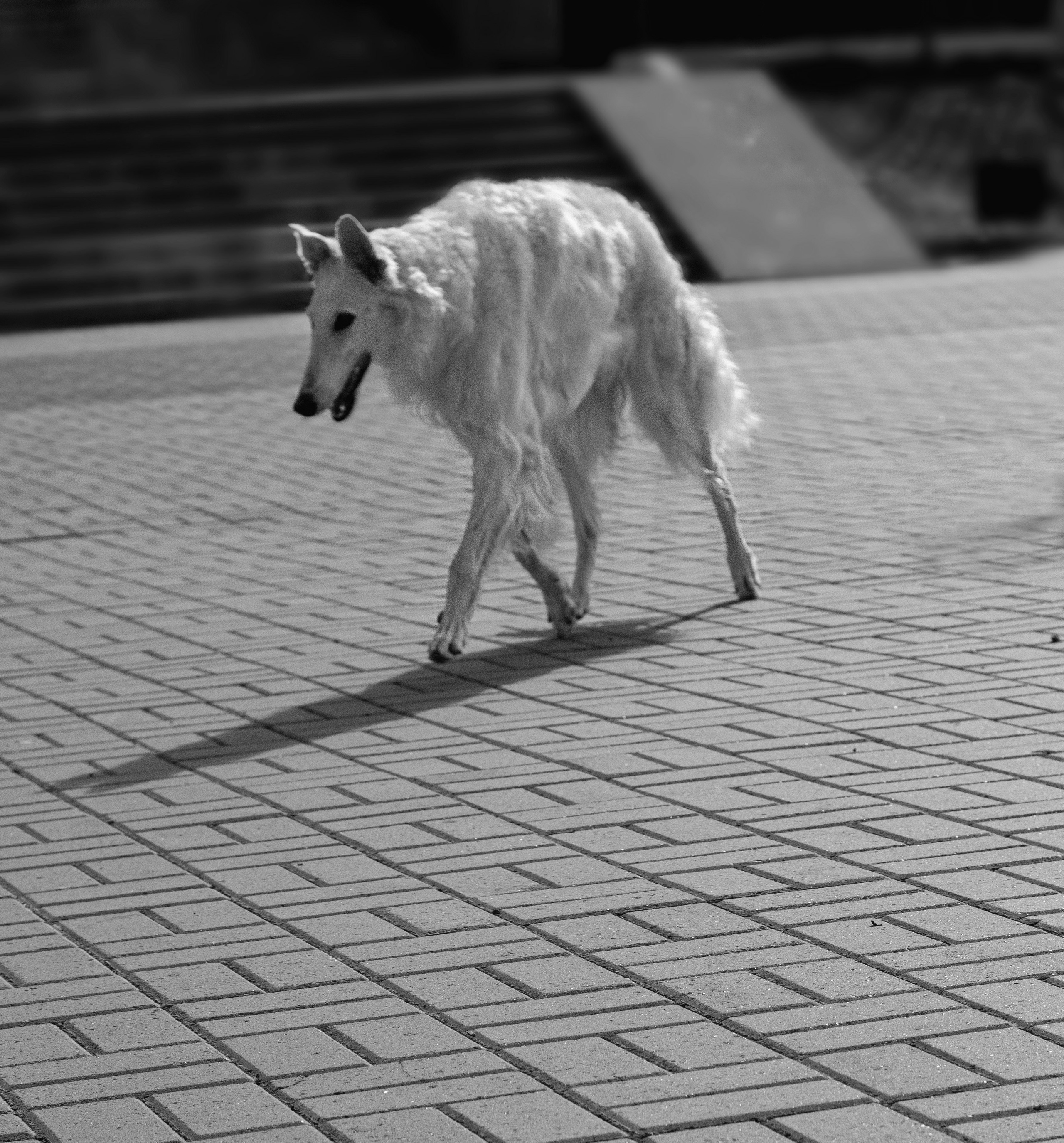 Песня ветра. Фотограф Екатерина Попова |Семья и питомцы|НН и Дзержинск