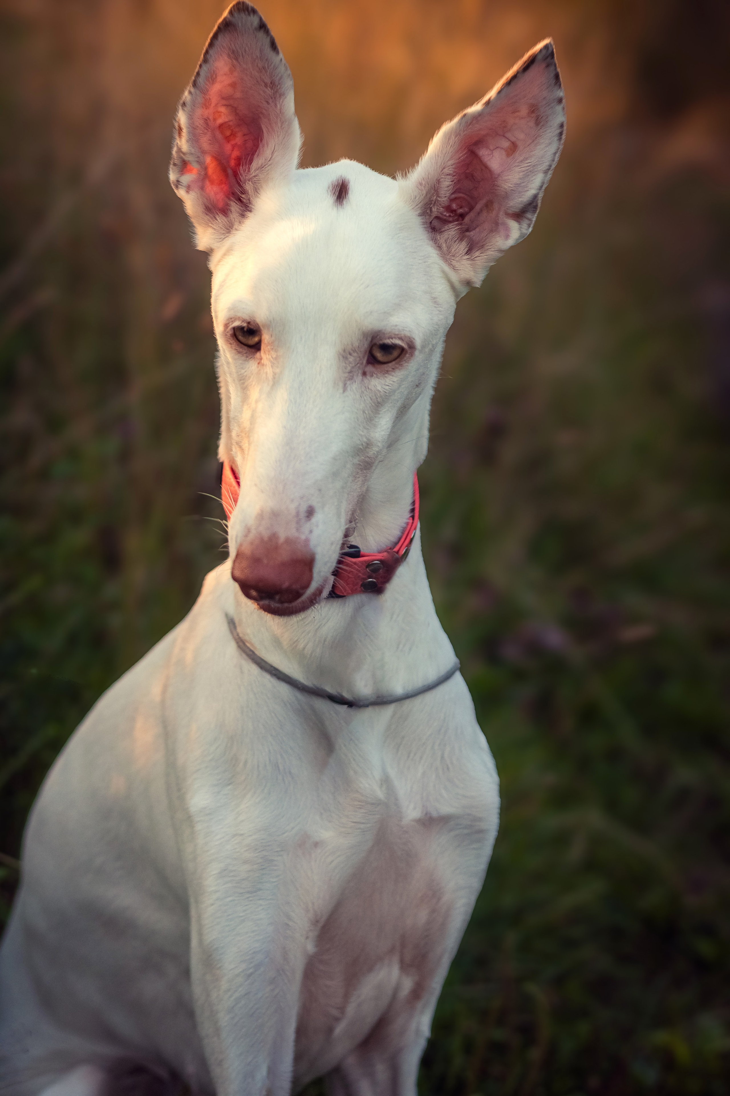 Абсолютная грация. Фотограф Екатерина Попова |Семья и питомцы|НН и Дзержинск