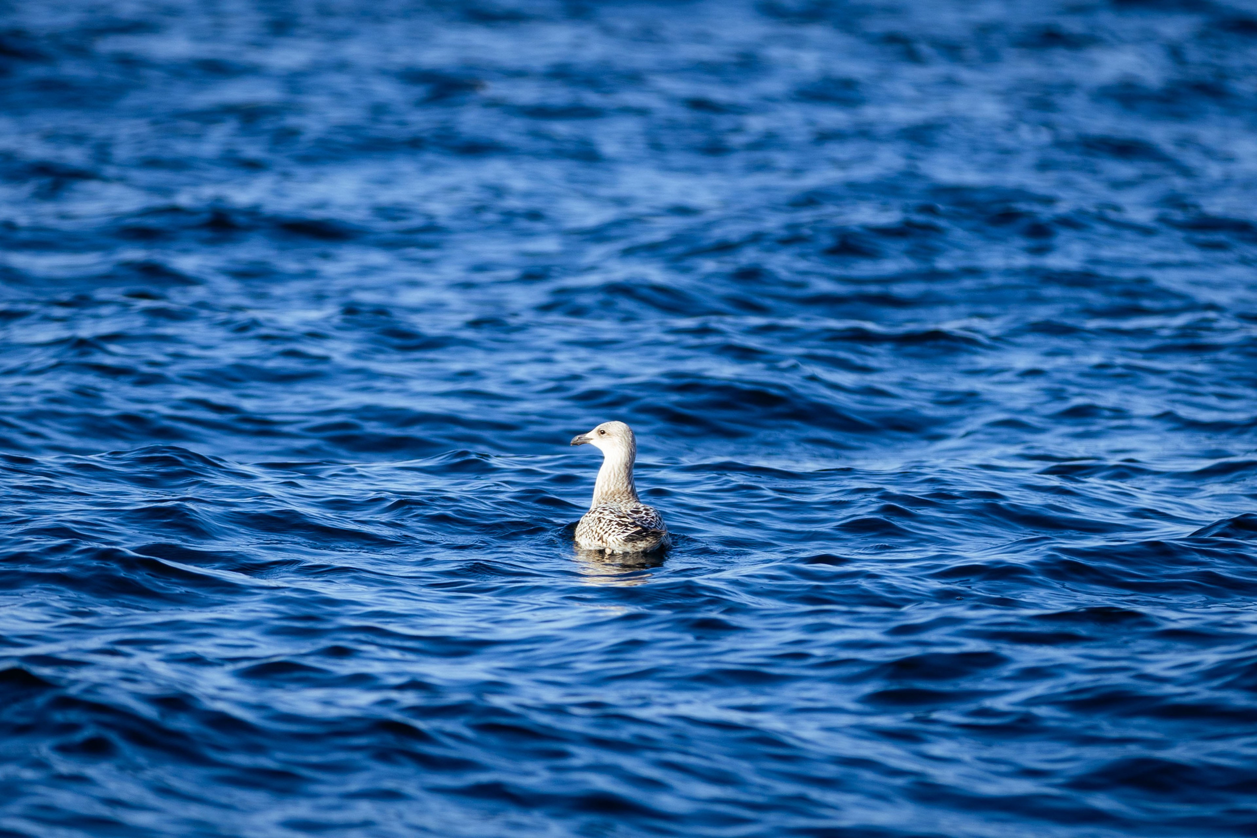 Кольский (осень 2025). Фотограф Виноградов Константин