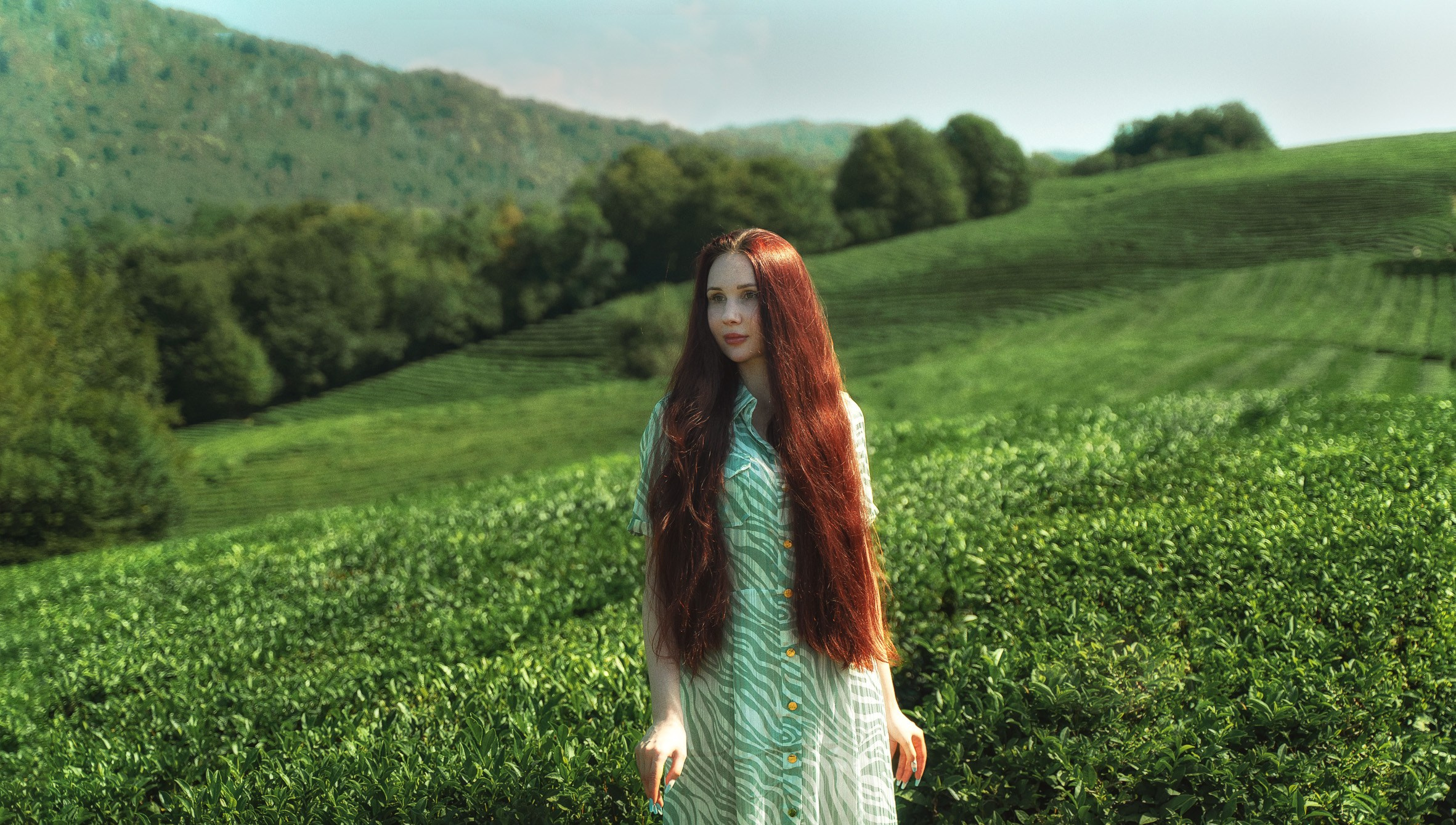 Фототуры в Сочи чайные плантации