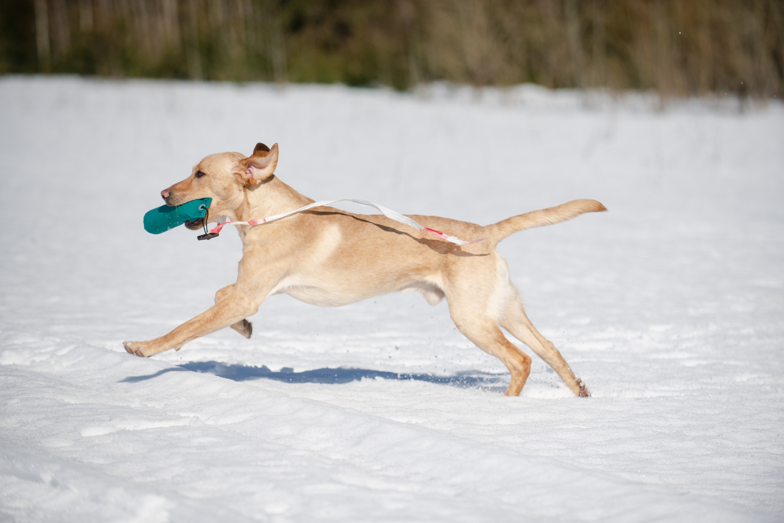 Тренировочный воркинг тест Школы Шмеля 18 марта 2023. Фотограф-анималист Наталья Светличная