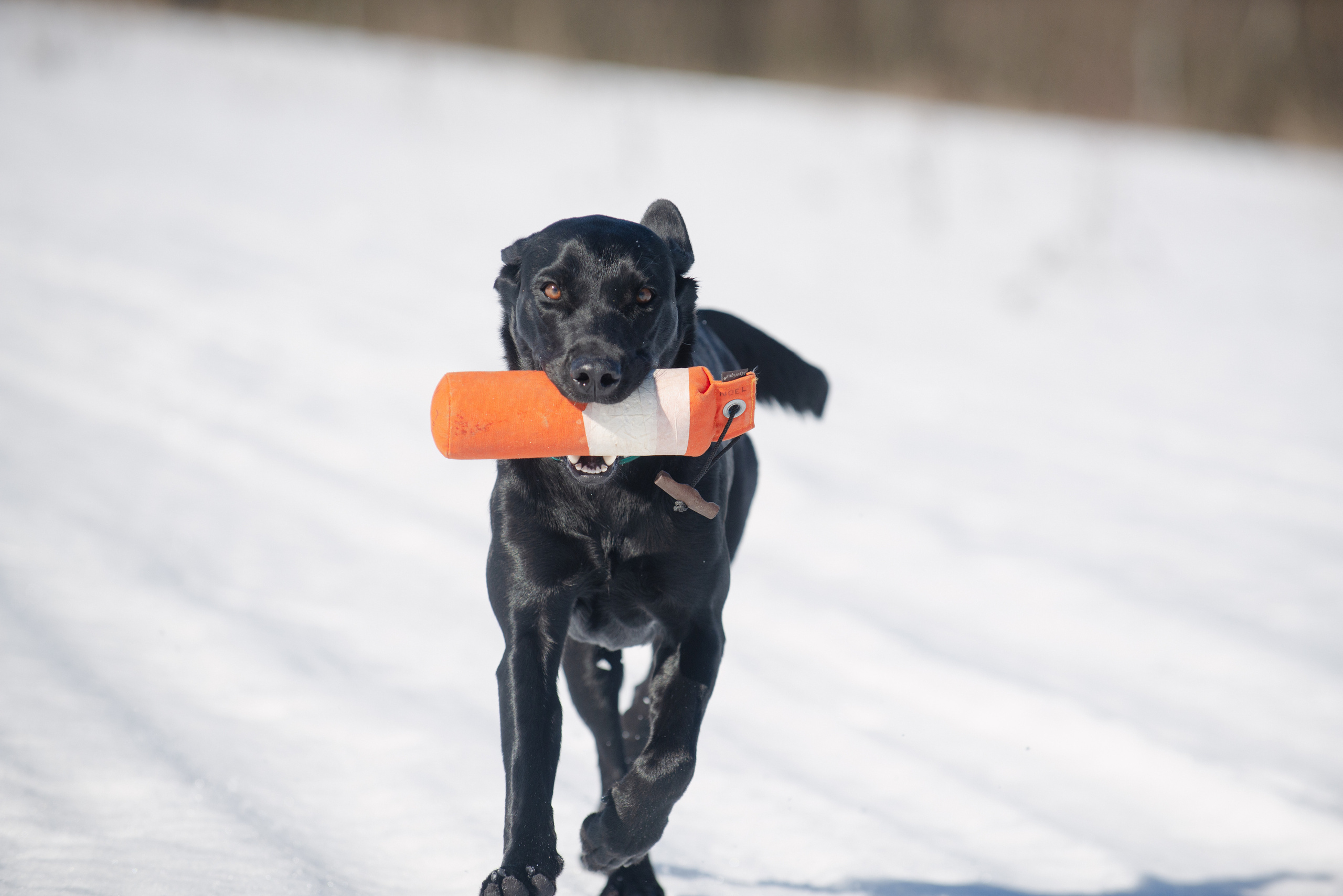 Тренировочный воркинг тест Школы Шмеля 18 марта 2023. Фотограф-анималист Наталья Светличная
