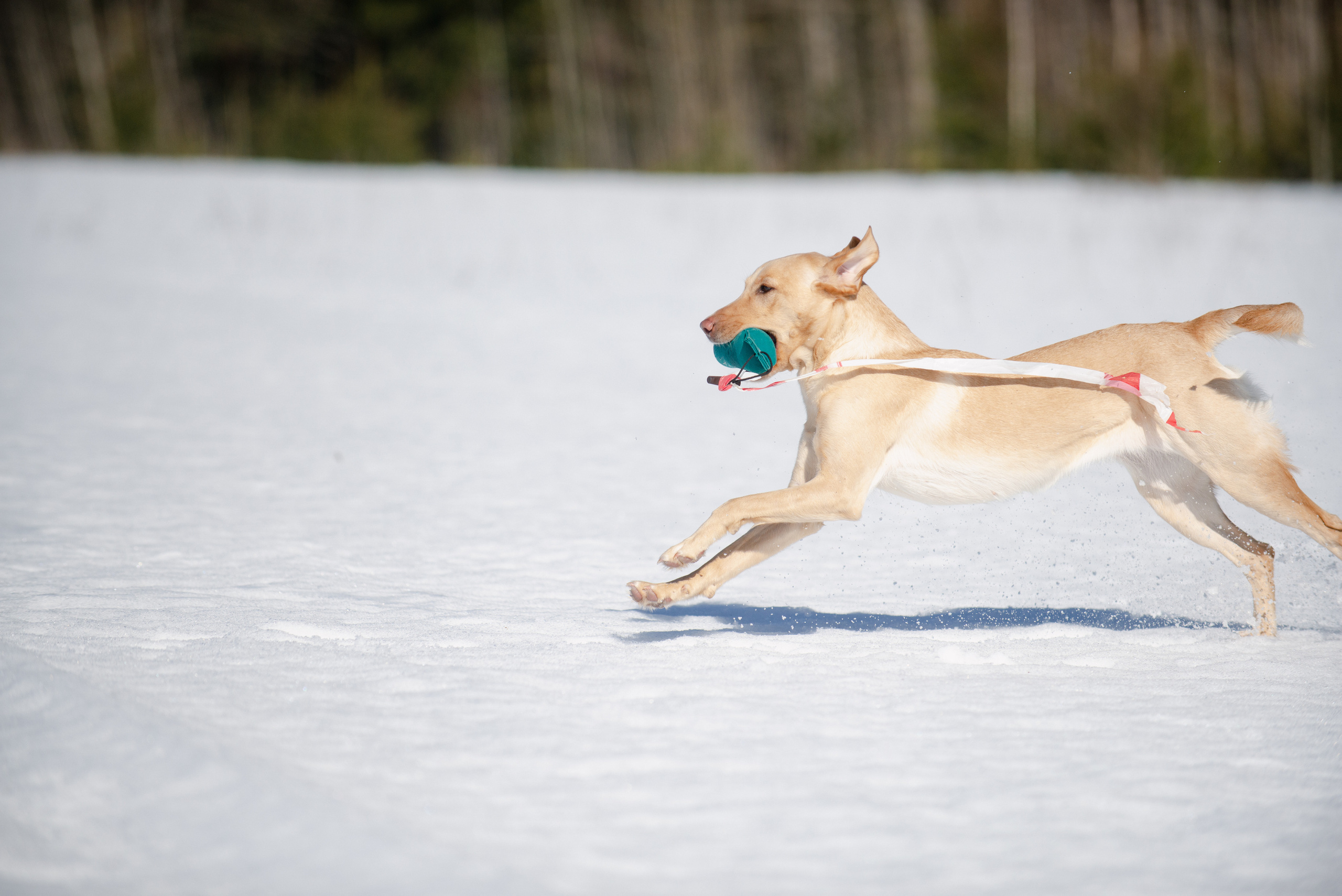 Тренировочный воркинг тест Школы Шмеля 18 марта 2023. Фотограф-анималист Наталья Светличная
