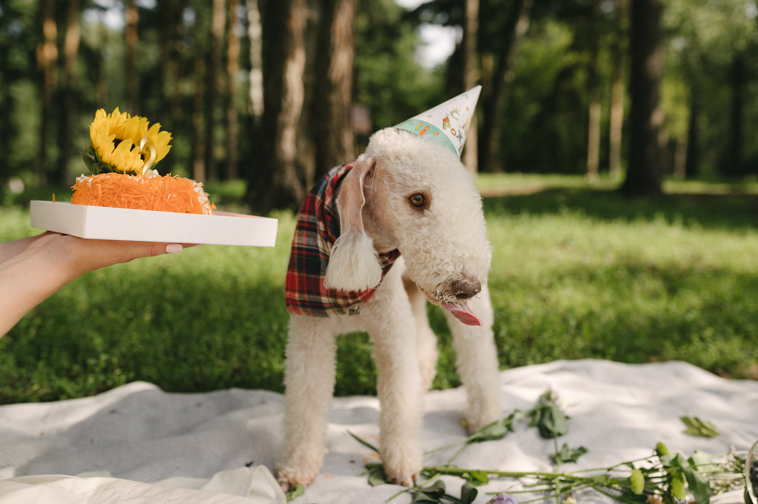 Лиза и Каспер. Фотограф анималист в Москве Ольга Агушева