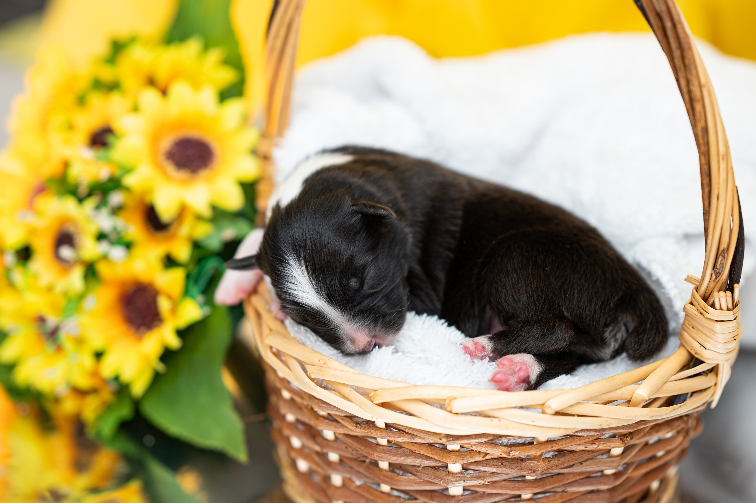 Заводчик Влада Эльман. Творческий фотограф Вологда