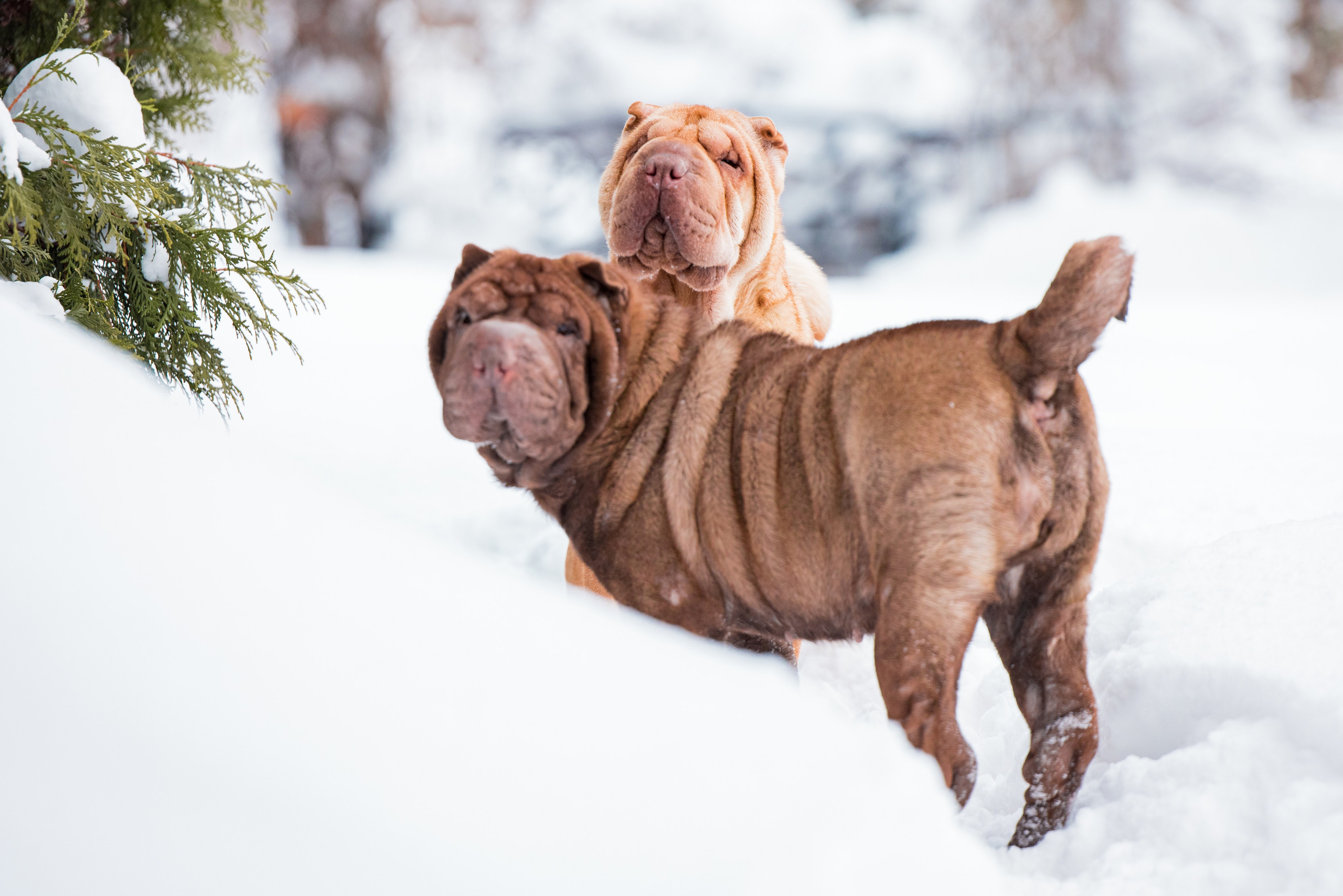 В гостях у шарпеев 16.01.2024. Фотограф-анималист Юлия Германика