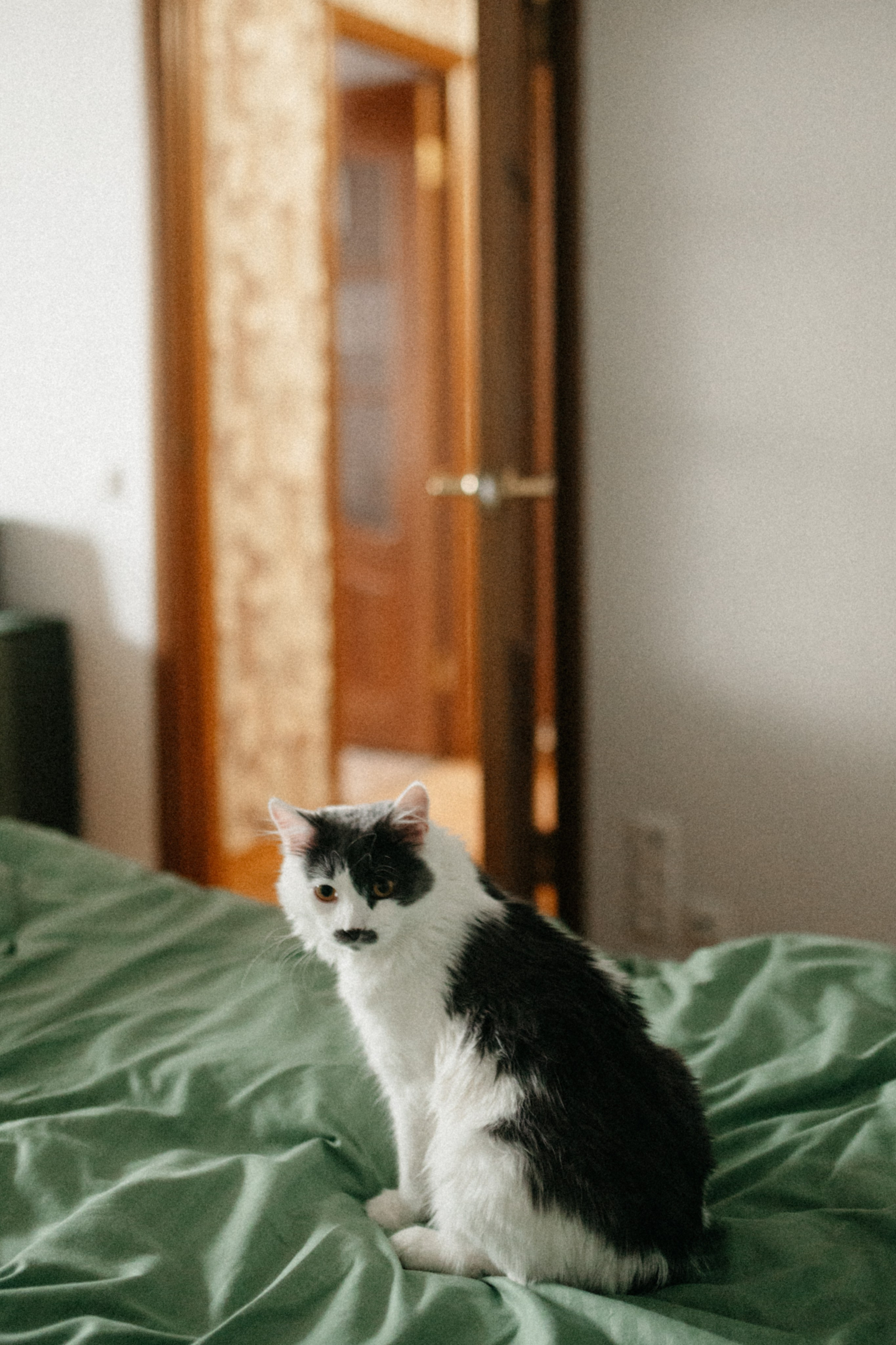 Оля и её меховая банда. Фотограф анималист в Москве Ольга Агушева