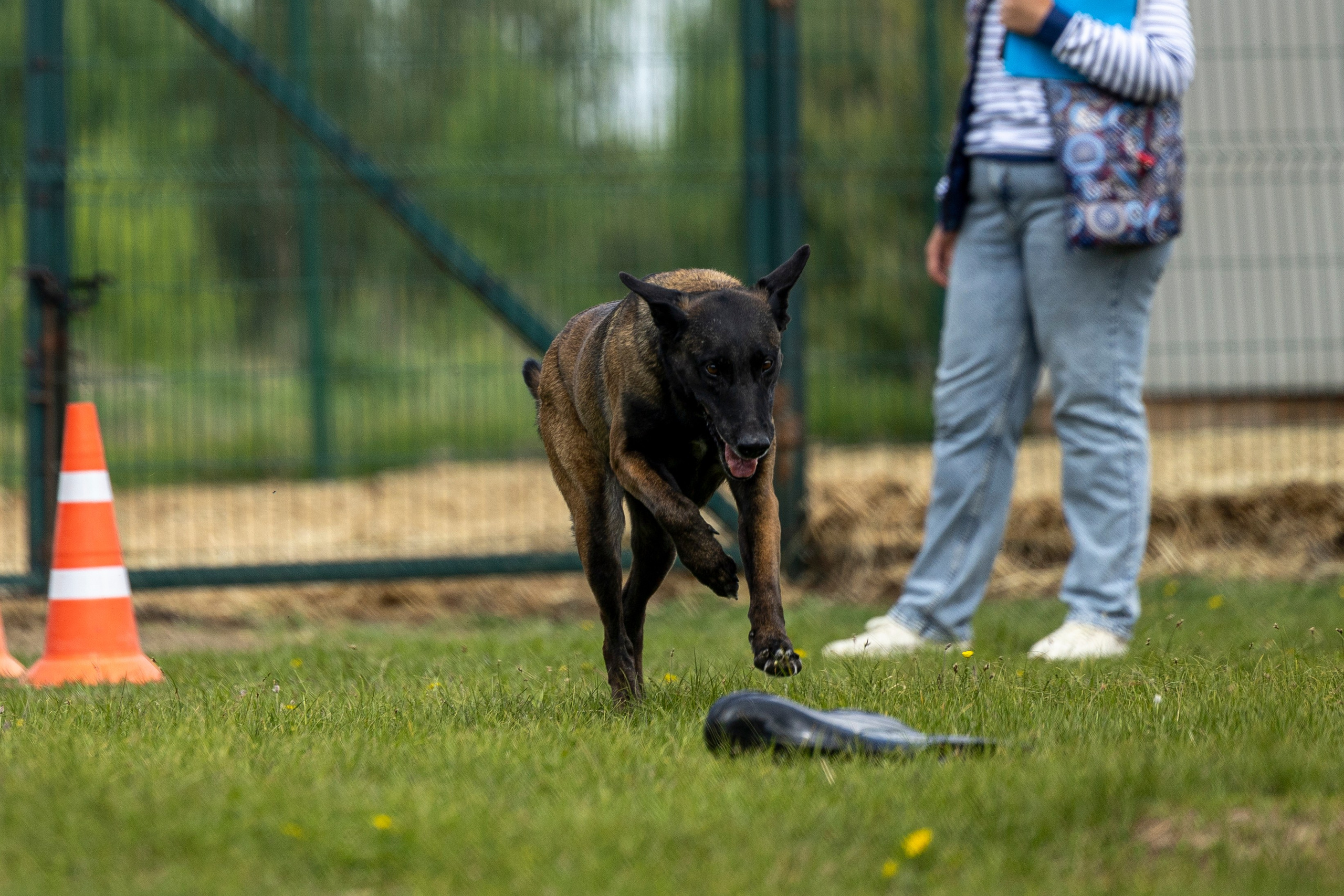 Испытания по мондьорингу в Нижнем Новгороде. Фотограф-анималист Анна Маринич