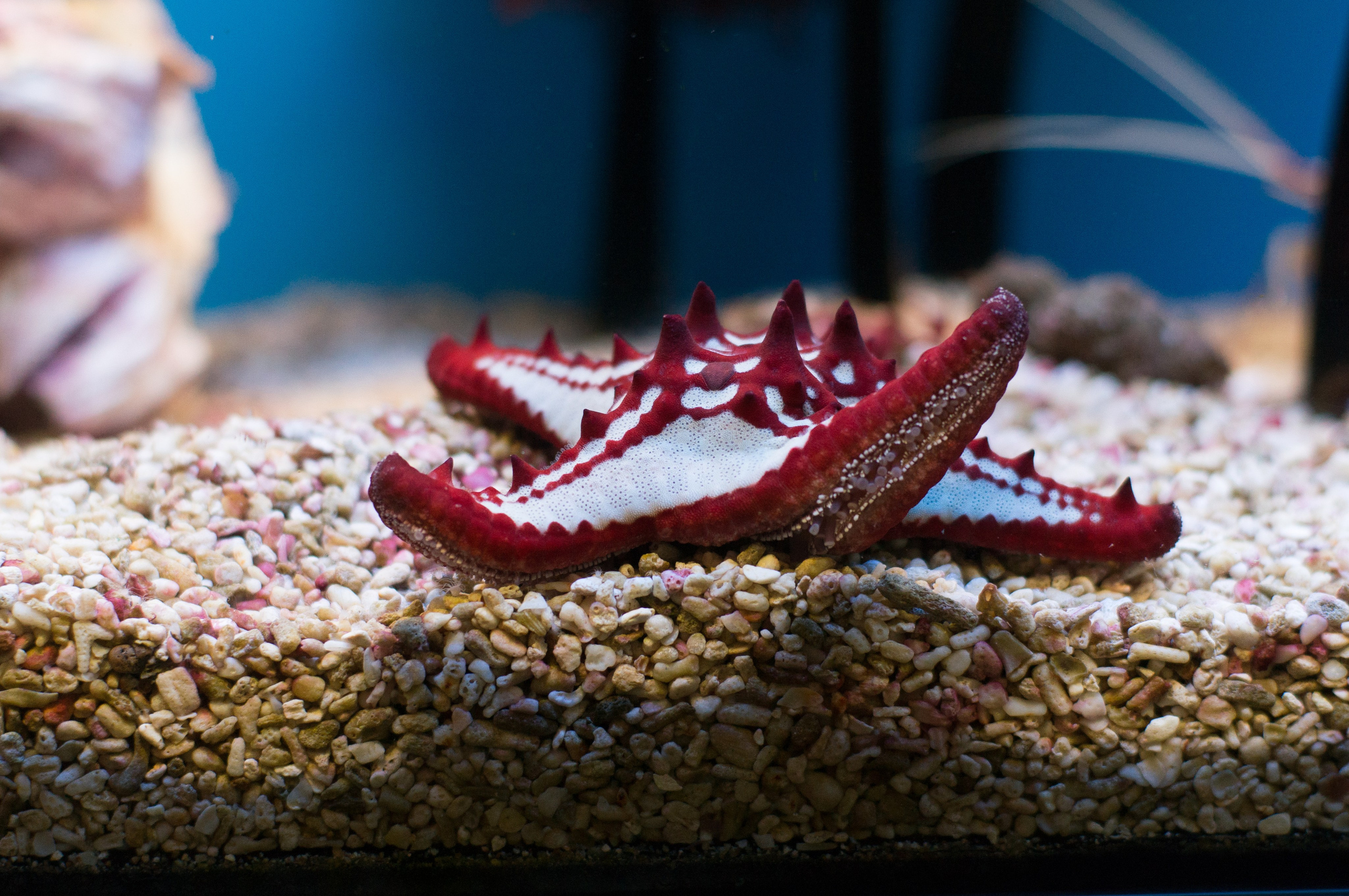 Калининград. Фотограф Шибков Константин