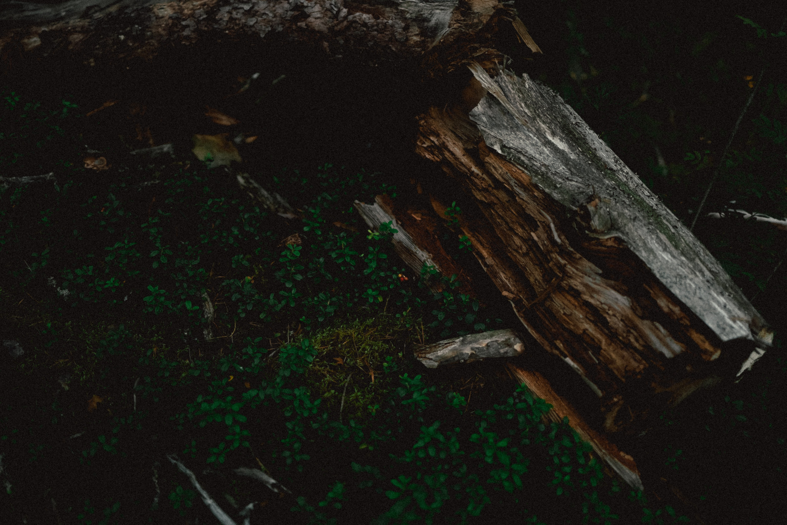 Череповец. Анна Мильч